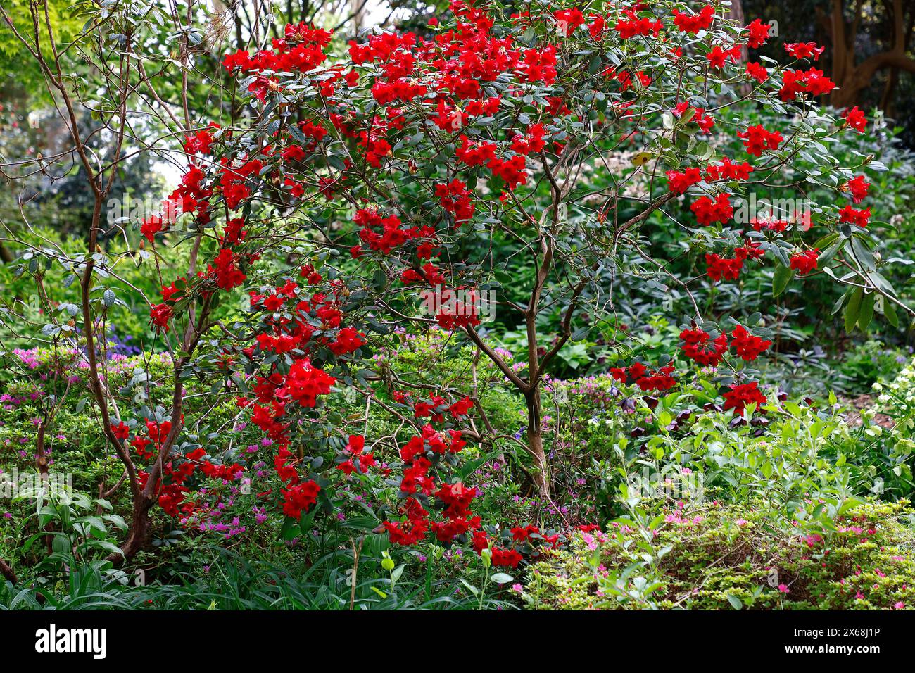 Primo piano dei fiori rossi della piccola pianta primaverile compatta e fiorita del rododendro elizabeth Hobbie. Foto Stock