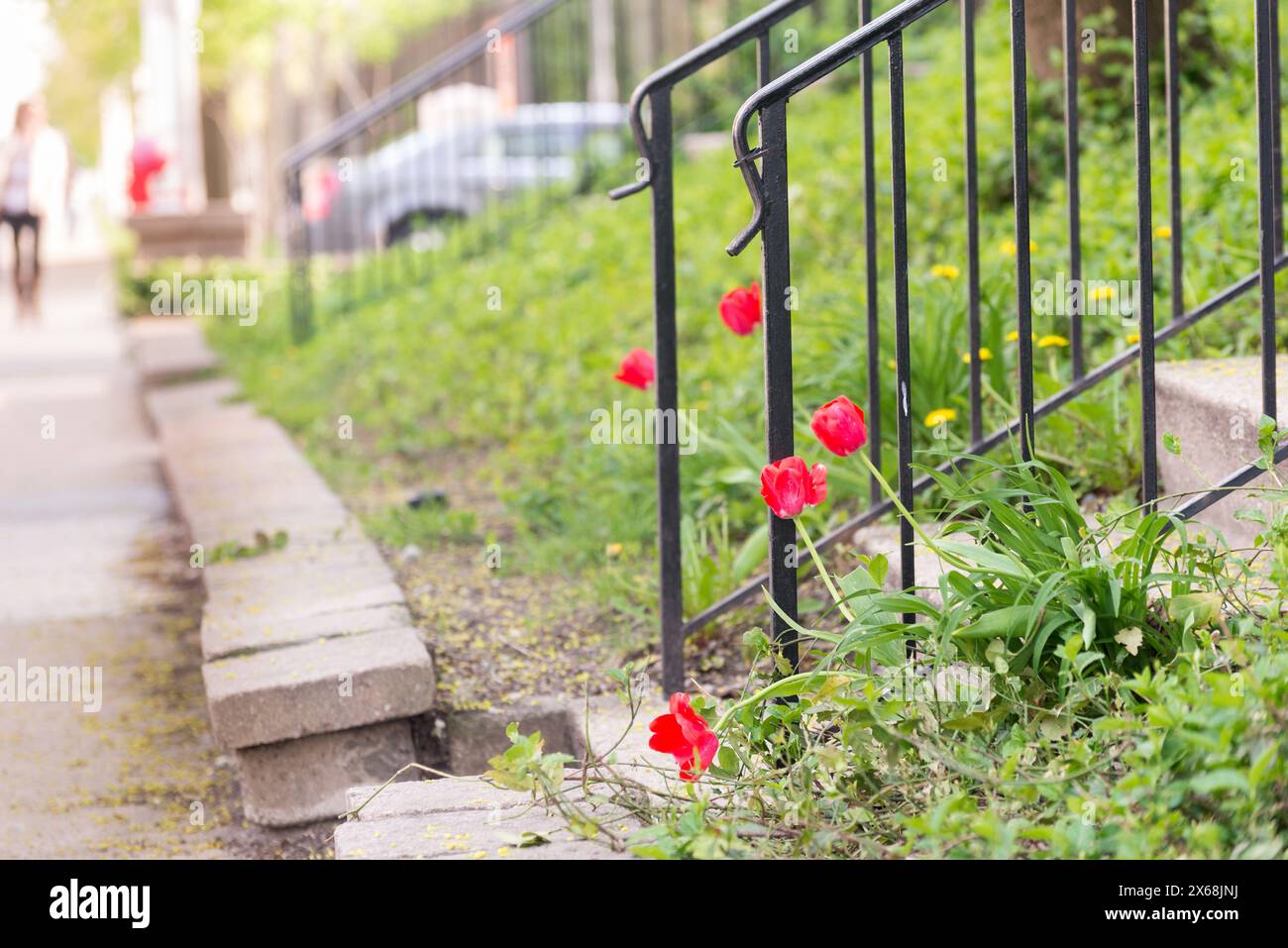 Una fila di fiori rossi cresce su una recinzione metallica. I fiori sono in piena fioritura e circondati da erba verde. La scena è tranquilla e serena Foto Stock