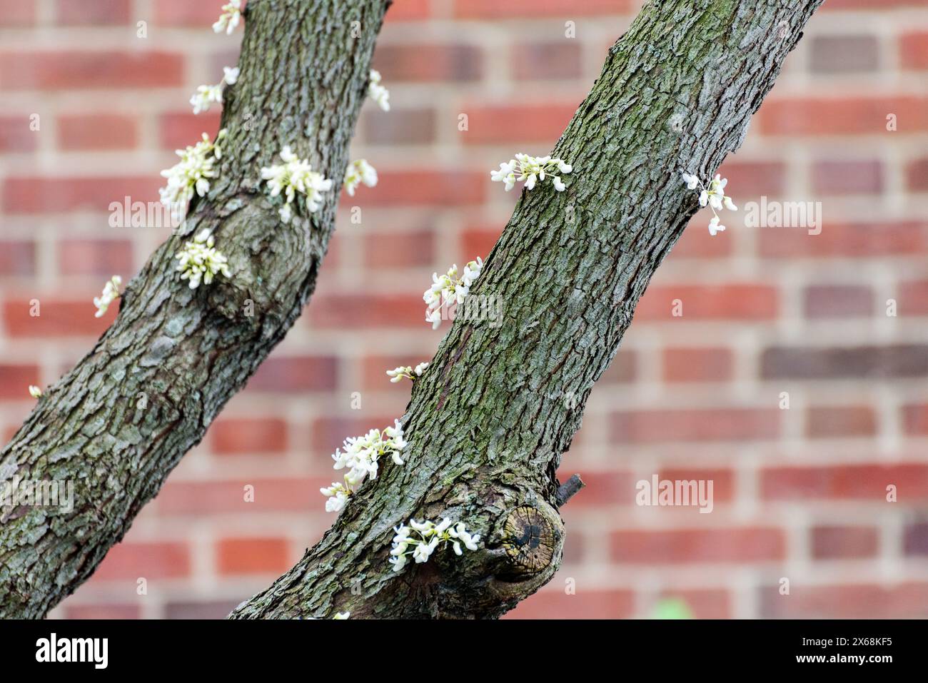 Un albero con fiori bianchi che crescono su di esso accanto ad un muro di mattoni Foto Stock