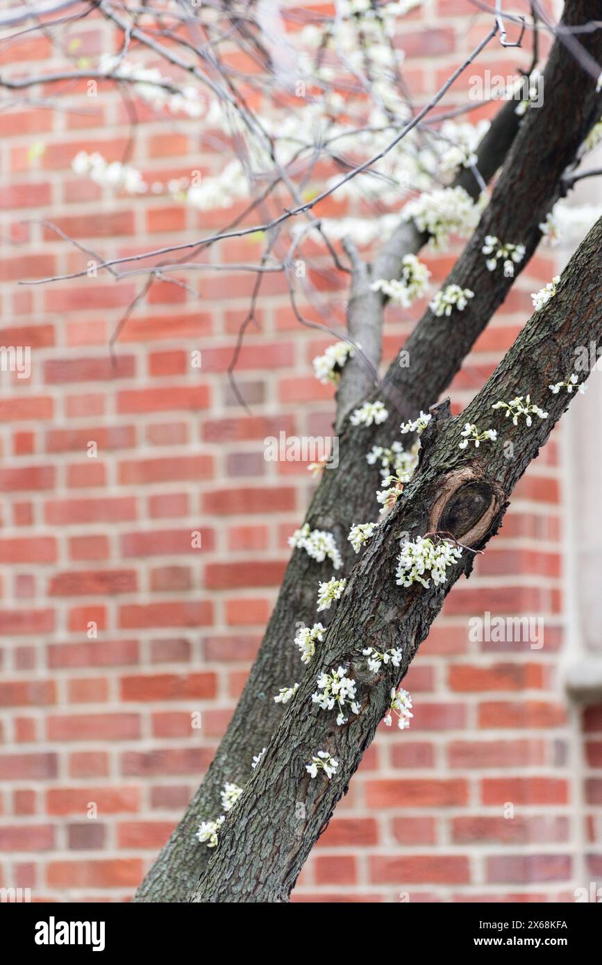 Un albero con fiori bianchi che crescono su di esso accanto ad un muro di mattoni Foto Stock