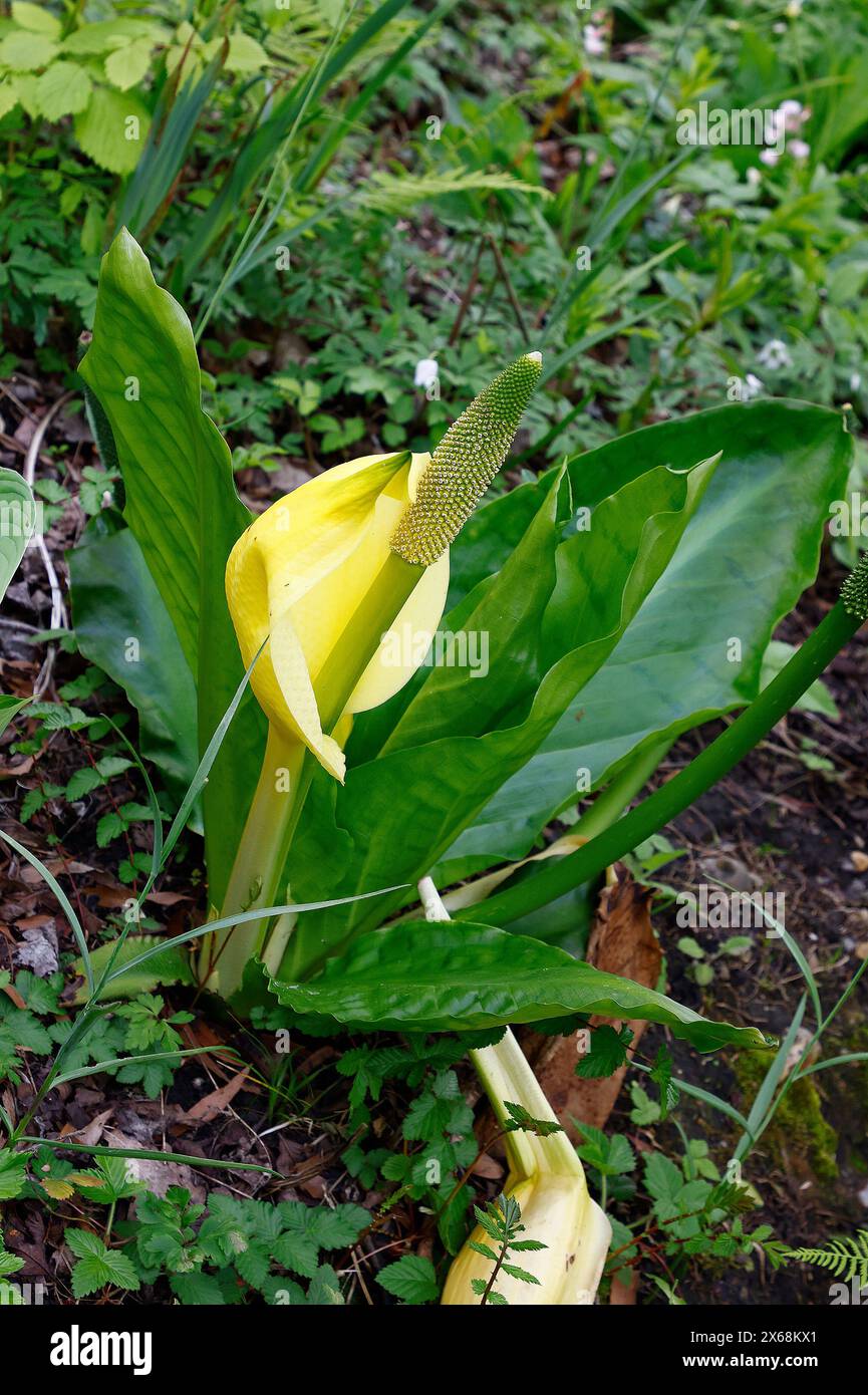 Primo piano del fiore giallo brillante della pianta erbacea perenne del giardino di palude Lysichiton americanus. Foto Stock