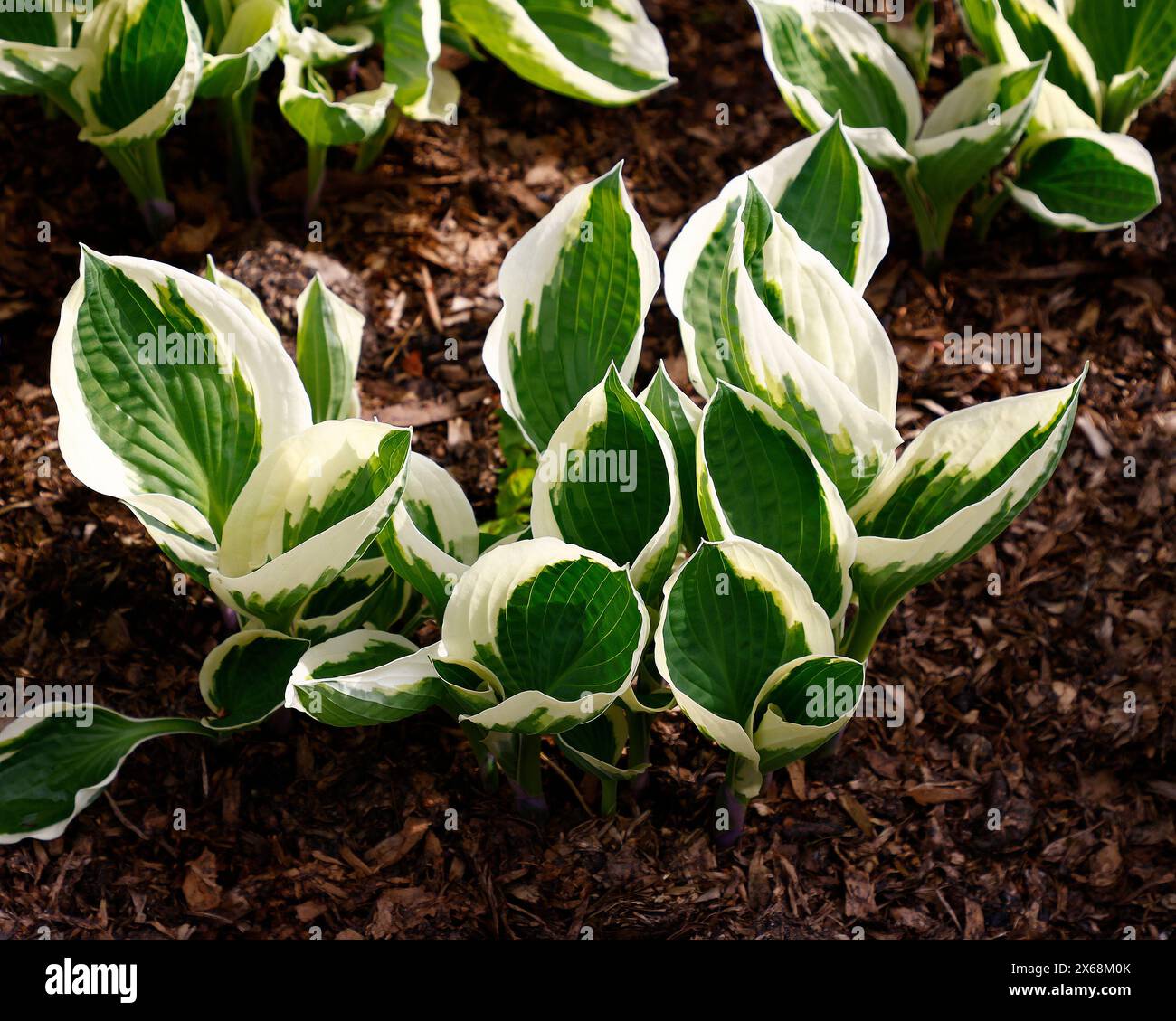 Hosta Karin foglie verde scuro variegate con margini crema variabili. Scatto dall'alto del giardinaggio, trama di sfondo. Foto Stock