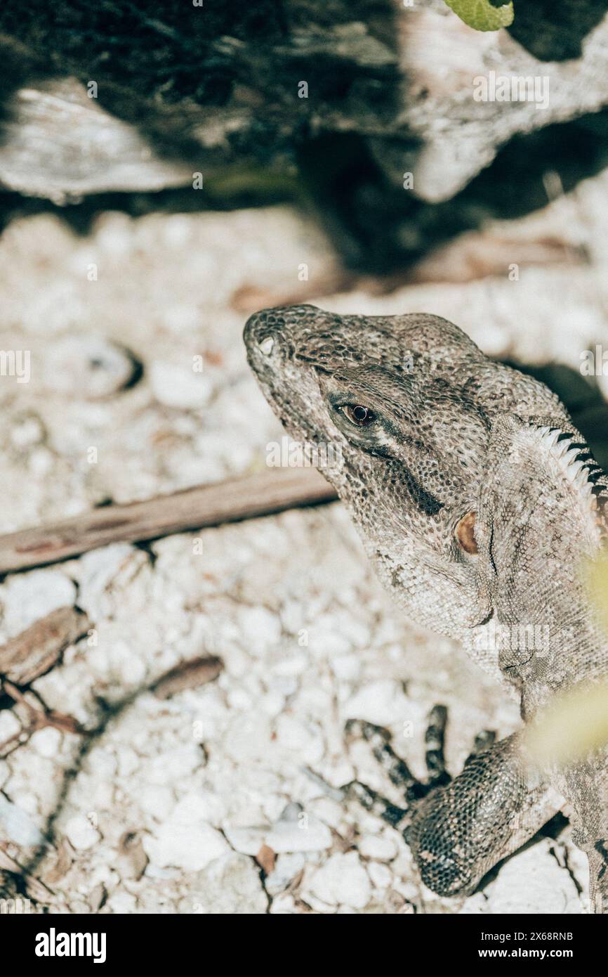 Primo piano di un'iguana nel suo habitat roccioso naturale, Cozumel, Messico Foto Stock