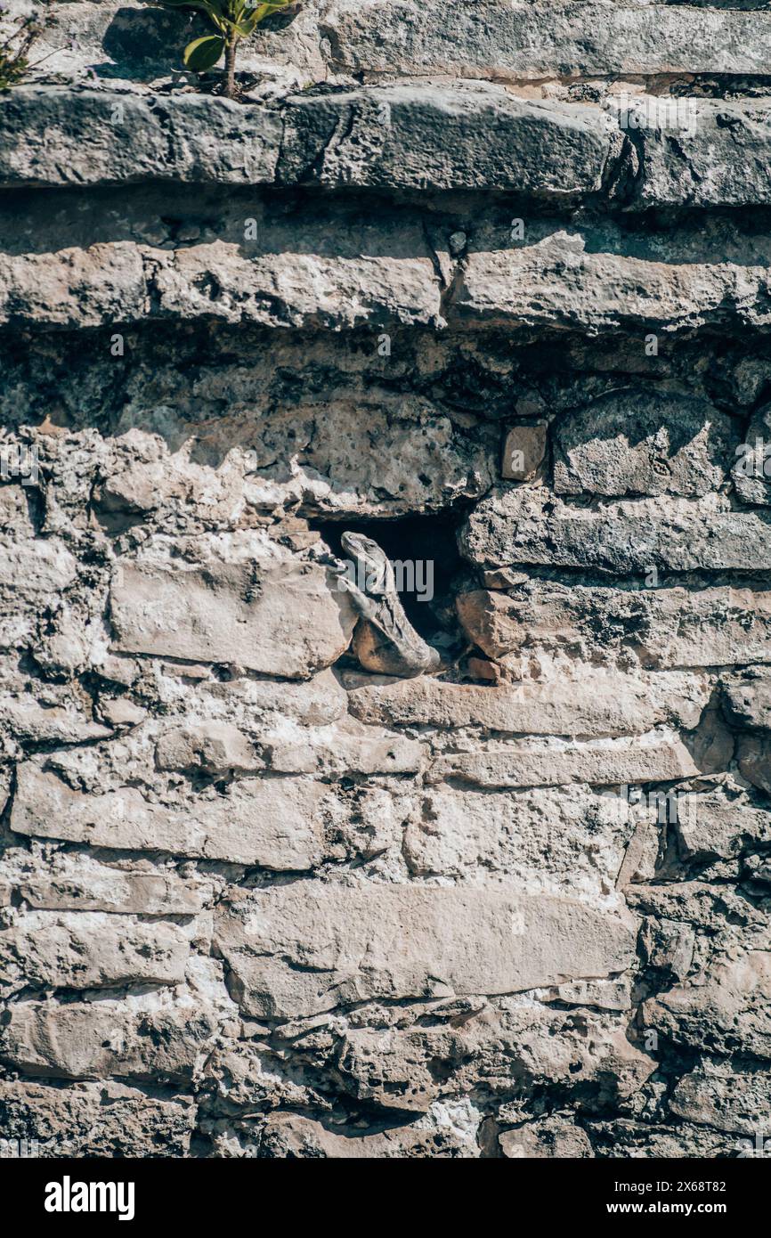 Iguana sulle rocce vicino ai cactus di Tulum, Messico Foto Stock