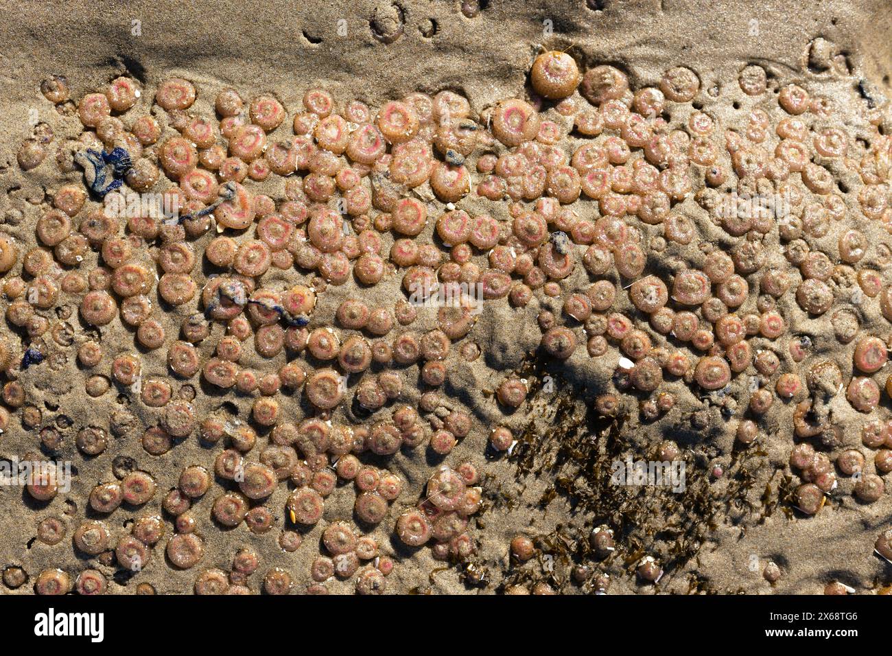 Centinaia di piccoli anemoni marini nella sabbia con la bassa marea su una spiaggia di Yachats, Oregon. Foto Stock