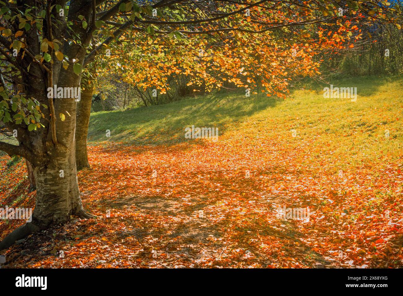 particolare di un albero deciduo in autunno, alla base del tronco un tappeto di foglie colorate Foto Stock