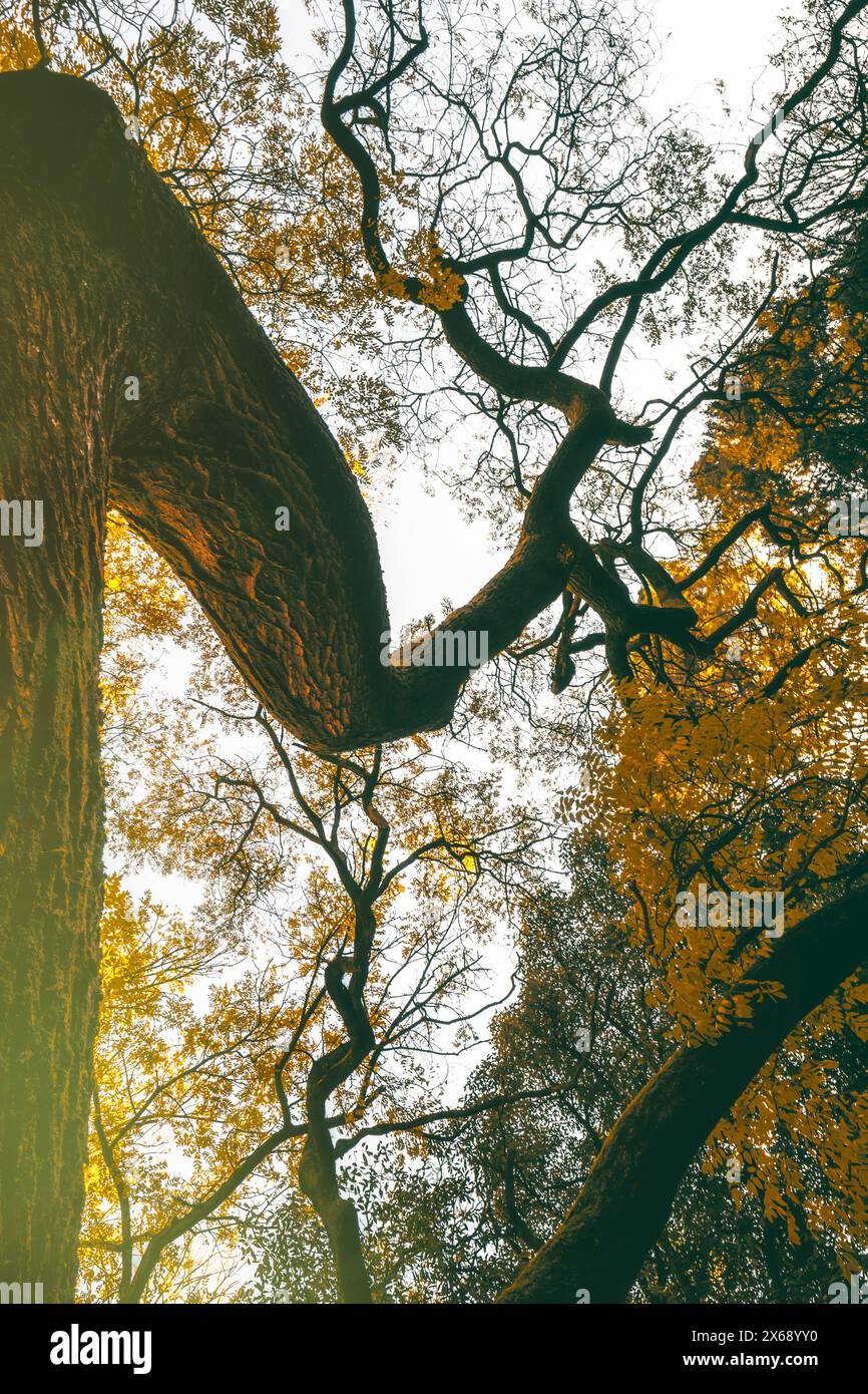 tronco curvo e storto di un vecchio albero Foto Stock