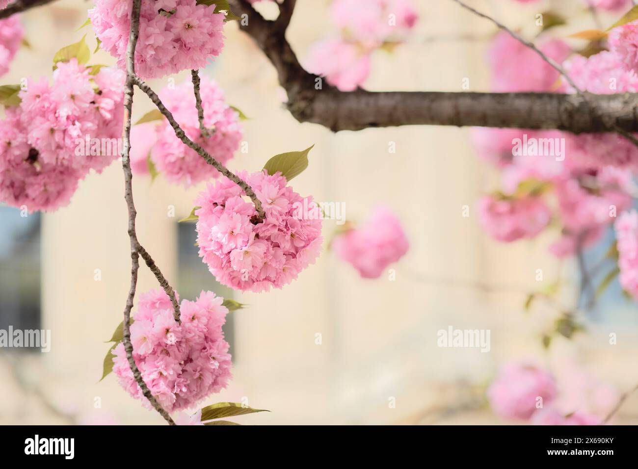 Fiori di ciliegio giapponesi "Prunus serrulata" a Francoforte sul meno, Assia, Germania Foto Stock