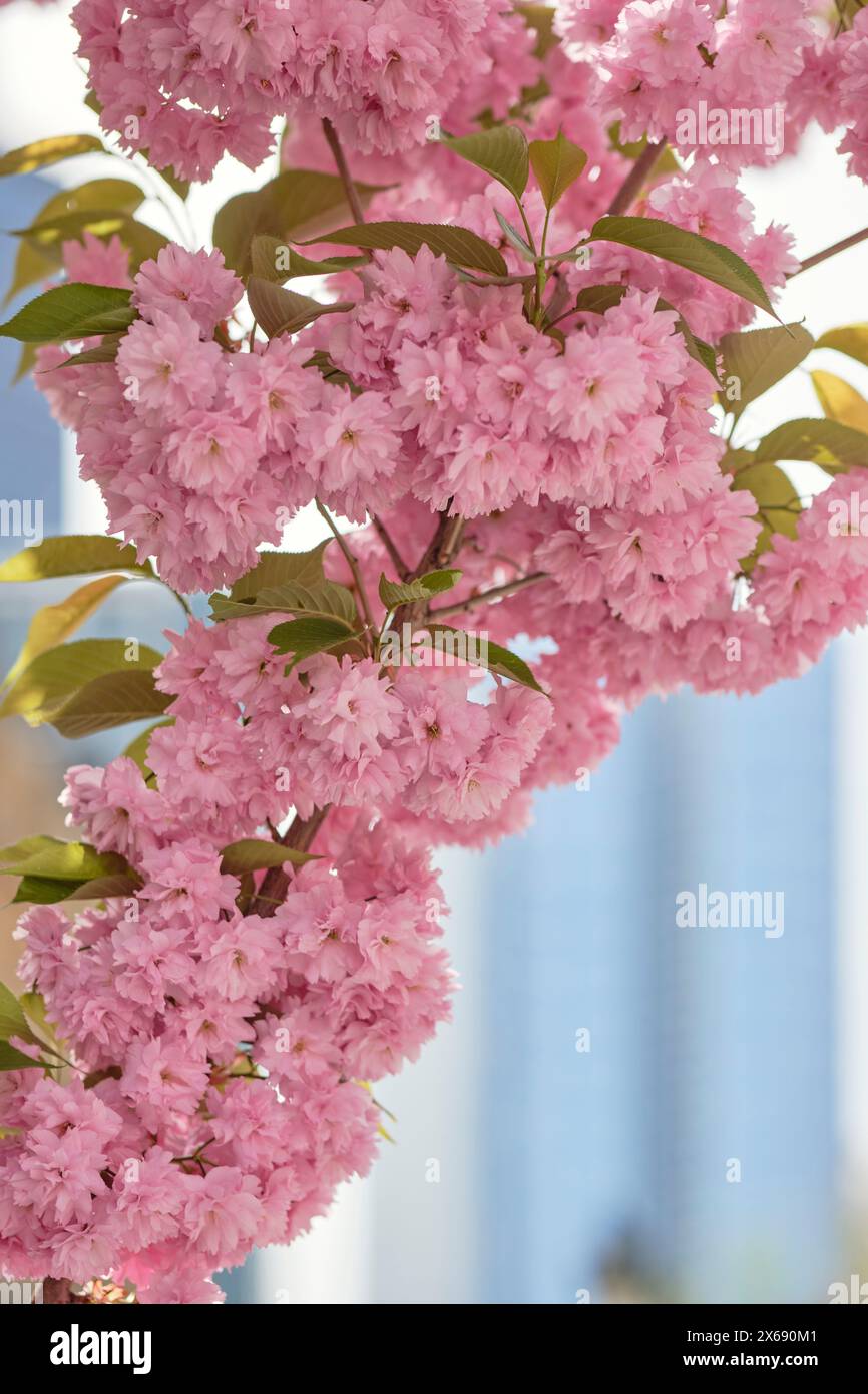 Fiori di ciliegio giapponesi "Prunus serrulata" a Francoforte sul meno, Assia, Germania Foto Stock