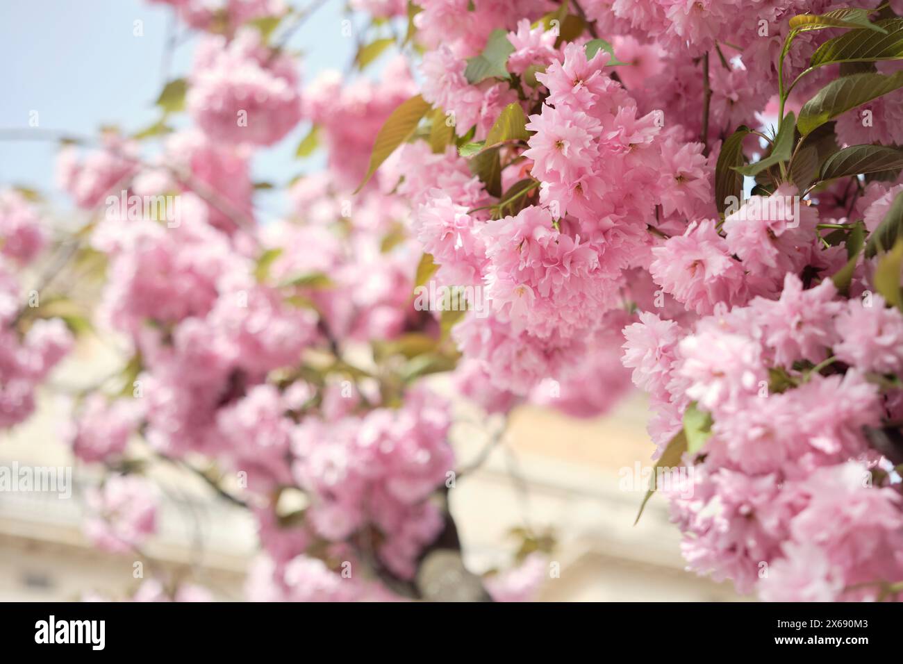 Fiori di ciliegio giapponesi "Prunus serrulata" a Francoforte sul meno, Assia, Germania Foto Stock