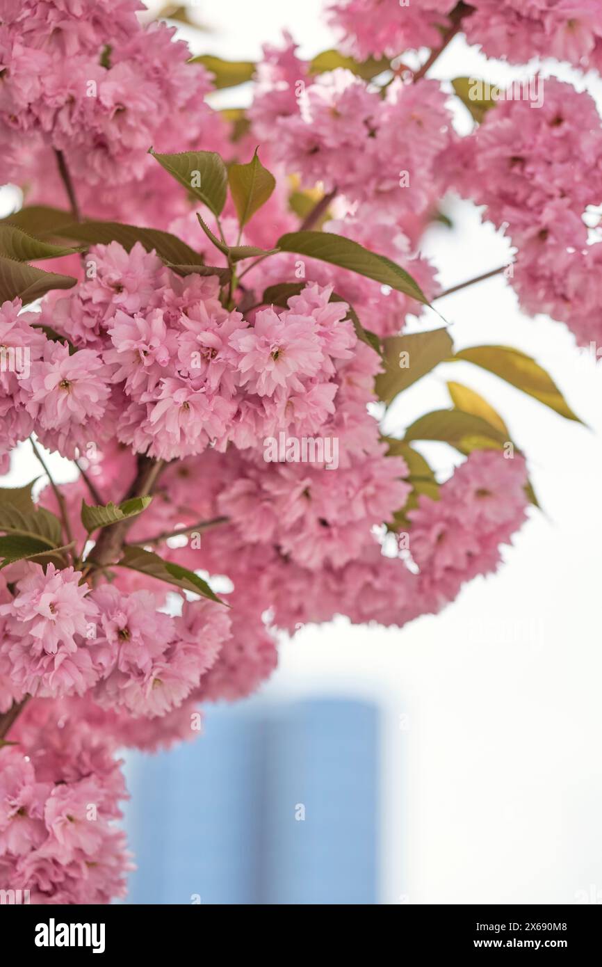 Fiori di ciliegio giapponesi "Prunus serrulata" a Francoforte sul meno, Assia, Germania Foto Stock