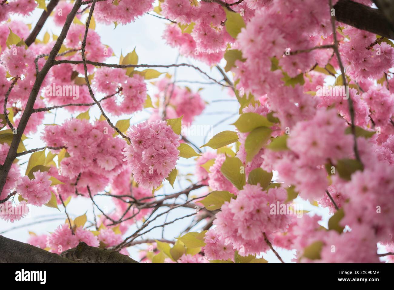 Fiori di ciliegio giapponesi "Prunus serrulata" a Francoforte sul meno, Assia, Germania Foto Stock