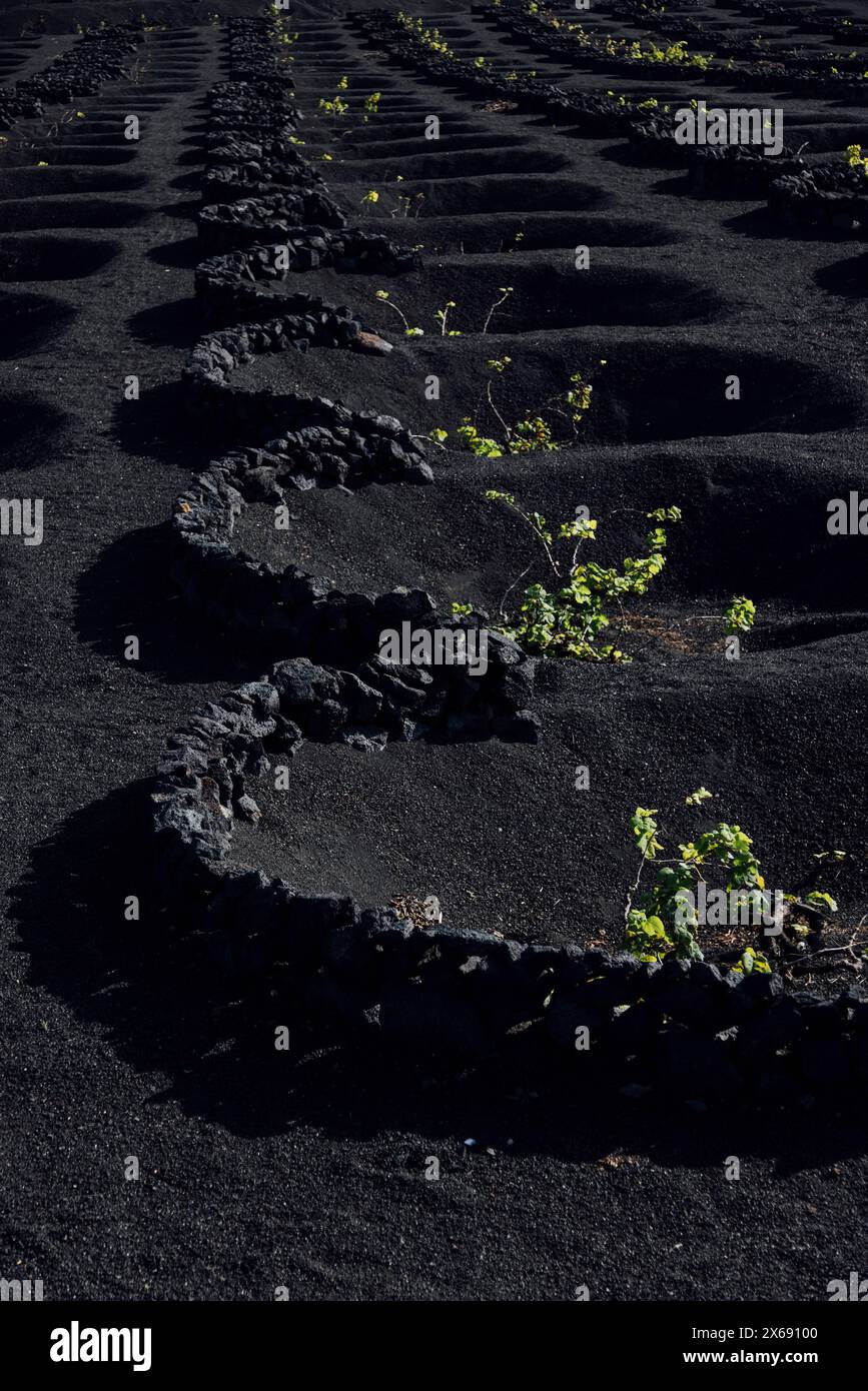 Viticoltura sull'isola vulcanica delle Canarie di Lanzarote, Spagna Foto Stock