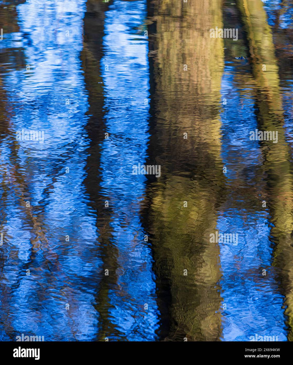 I tronchi degli alberi si riflettono in un lago forestale Foto Stock