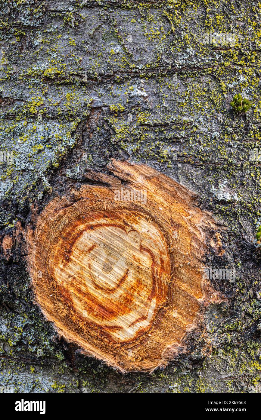 Tronco d'albero, ramo oculare, segato, primo piano Foto Stock