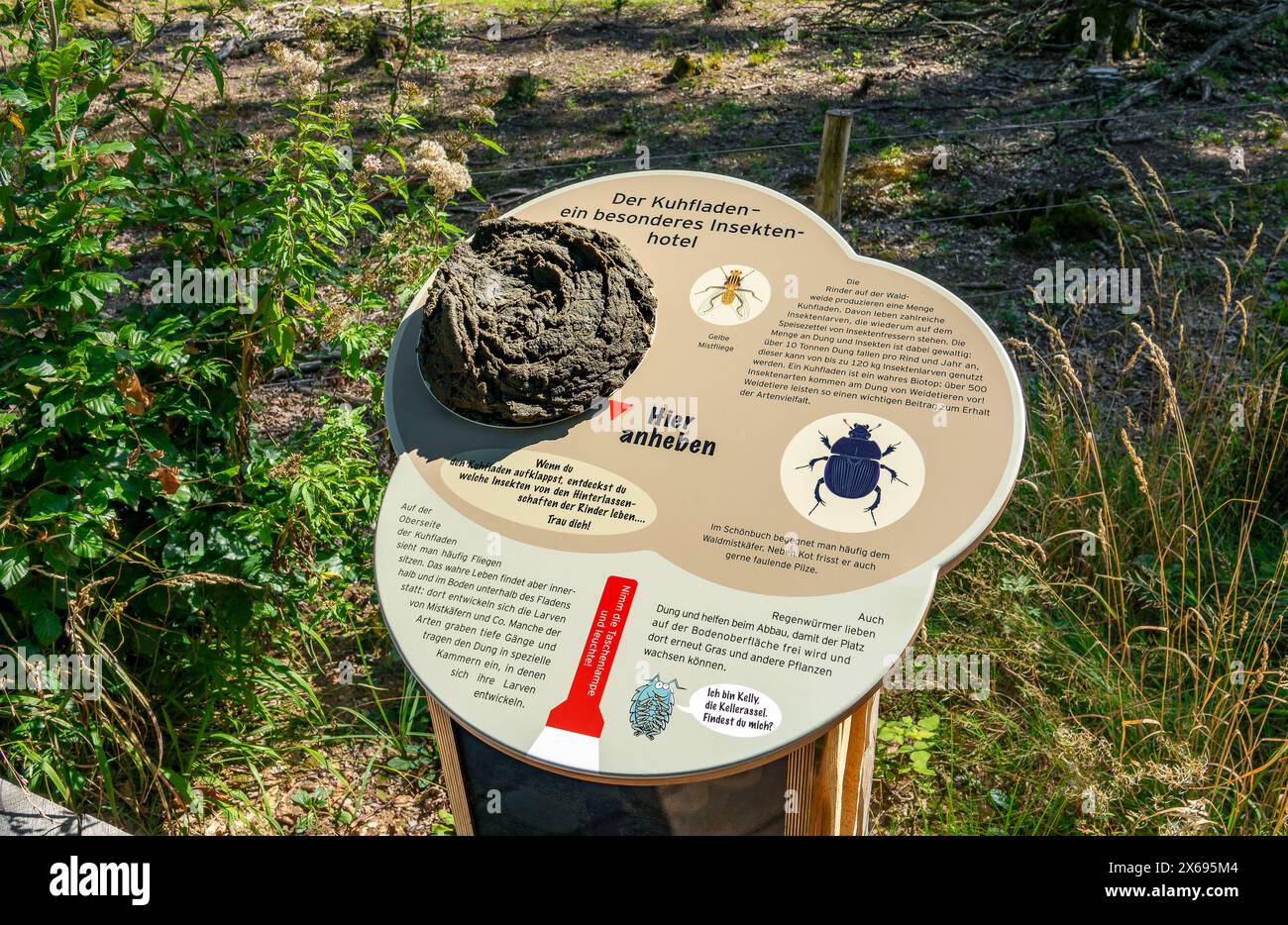 Herrenberg, nel 2019, un'area di sette ettari nel distretto di Sauhägle della foresta municipale di Herrenberg è stata utilizzata per riportare indietro il pascolo forestale che è stato vietato all'inizio del XIX secolo Foto Stock