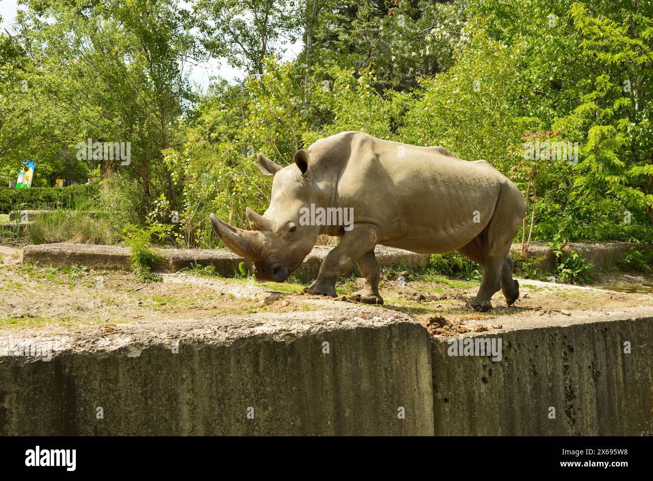 Rinoceronte bianco maschio Ceratotherium simum animali selvatici in via di estinzione in habitat in cattività nello zoo di Sofia, Sofia, Bulgaria, Europa orientale, Balcani, UE Foto Stock