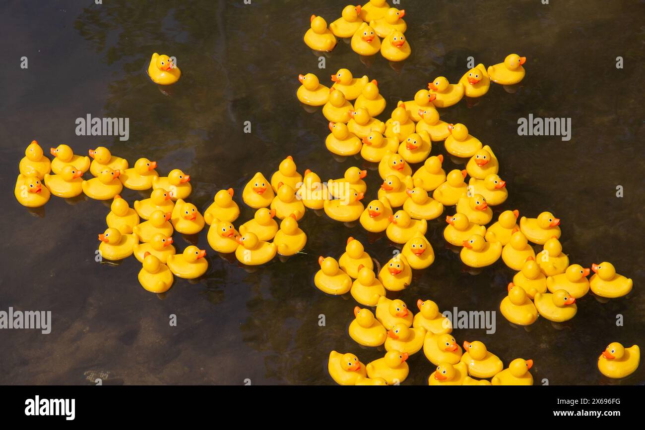Gruppo di anatre di gomma gialle alla corsa annuale di anatre di calne che galleggia in acque scure, creando un contrasto vivido e una scena giocosa Foto Stock