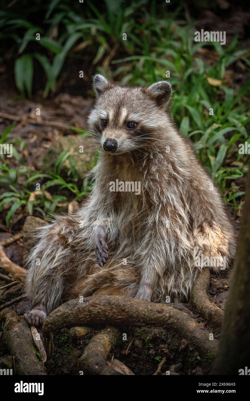Procione in un ambiente naturale, primo piano, ritratto dell'animale sulla Guadalupa nel Parc des Mamelles, nei Caraibi. Antille francesi, Francia Foto Stock Procione in un ambiente naturale, primo piano, ritratto dell'animale sulla Guadalupa nel Parc des Mamelles, nei Caraibi. Antille francesi, Francia Foto Stock