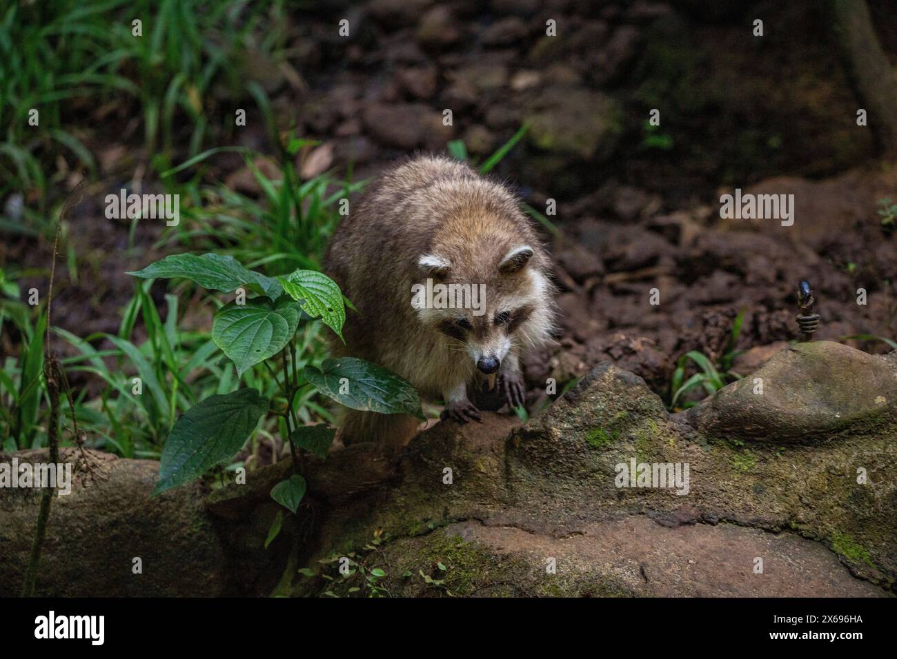 Procione in un ambiente naturale, primo piano, ritratto dell'animale sulla Guadalupa nel Parc des Mamelles, nei Caraibi. Antille francesi, Francia Foto Stock Procione in un ambiente naturale, primo piano, ritratto dell'animale sulla Guadalupa nel Parc des Mamelles, nei Caraibi. Antille francesi, Francia Foto Stock