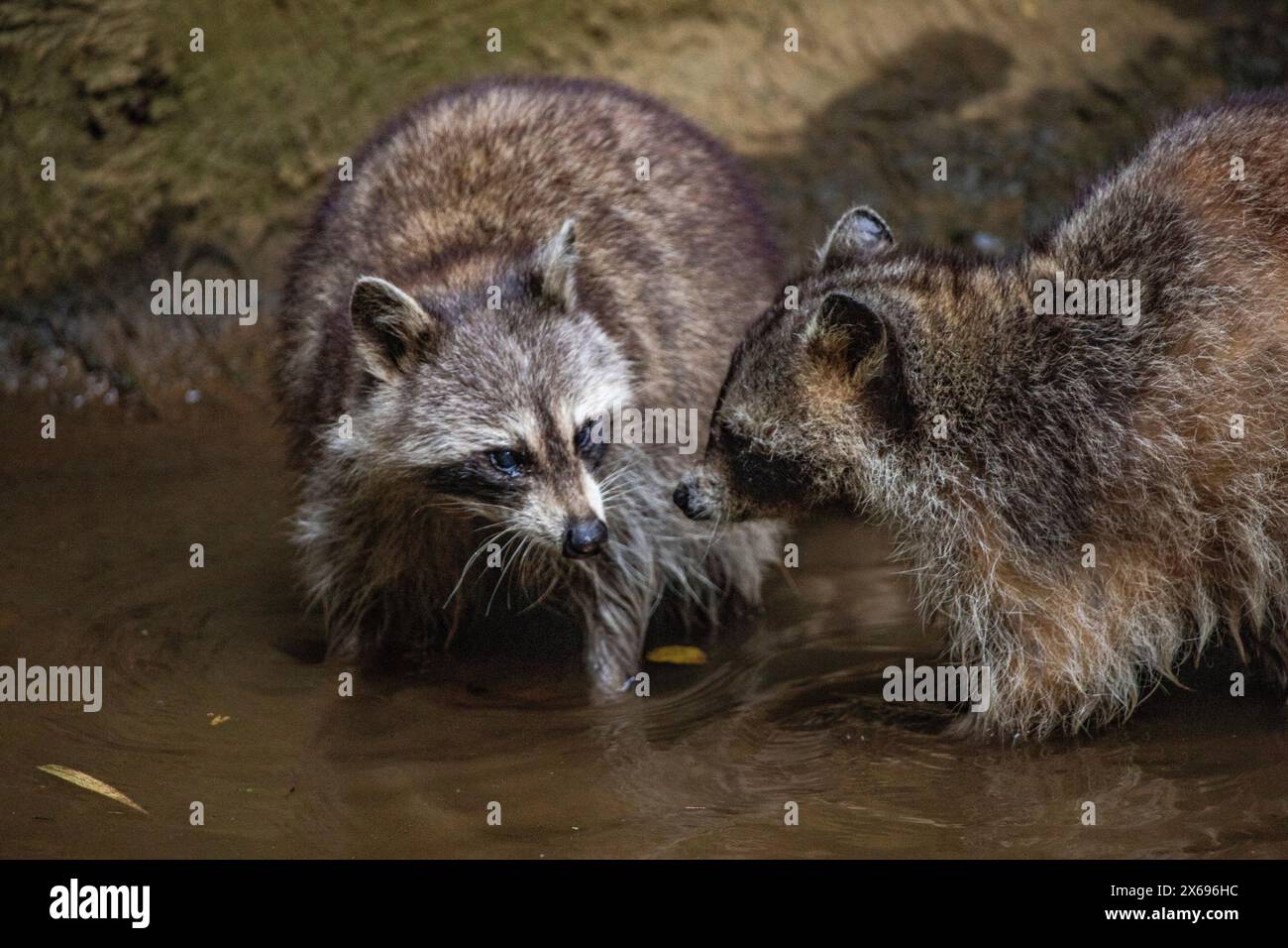Procione in un ambiente naturale, primo piano, ritratto dell'animale sulla Guadalupa nel Parc des Mamelles, nei Caraibi. Antille francesi, Francia Foto Stock Procione in un ambiente naturale, primo piano, ritratto dell'animale sulla Guadalupa nel Parc des Mamelles, nei Caraibi. Antille francesi, Francia Foto Stock