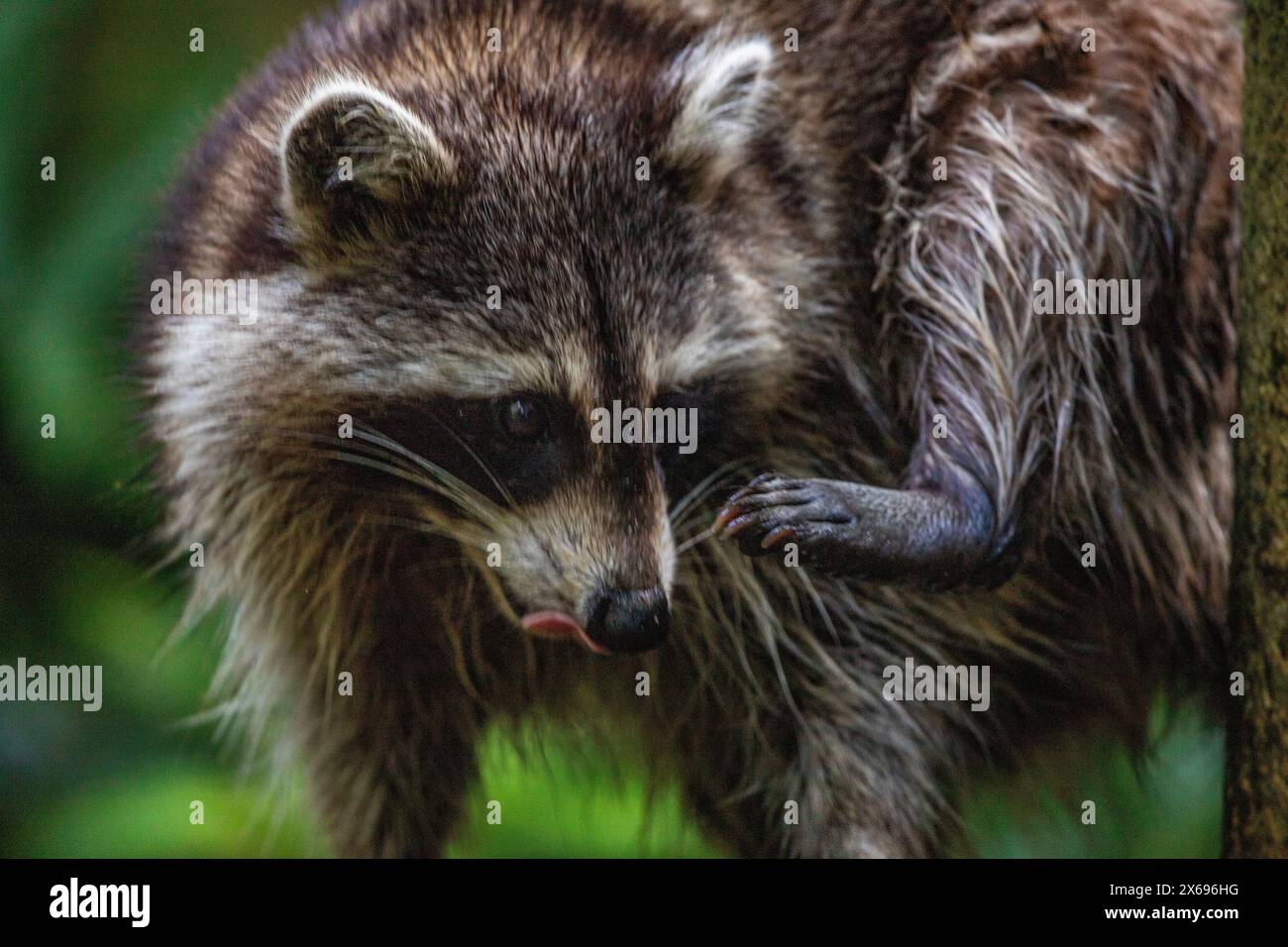 Procione in un ambiente naturale, primo piano, ritratto dell'animale sulla Guadalupa nel Parc des Mamelles, nei Caraibi. Antille francesi, Francia Foto Stock Procione in un ambiente naturale, primo piano, ritratto dell'animale sulla Guadalupa nel Parc des Mamelles, nei Caraibi. Antille francesi, Francia Foto Stock