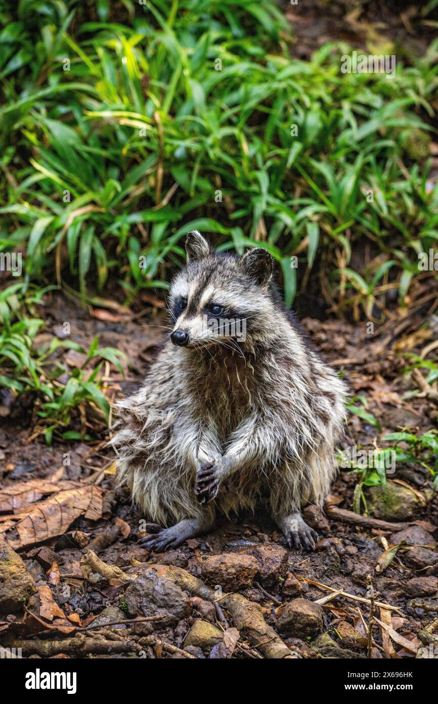Procione in un ambiente naturale, primo piano, ritratto dell'animale sulla Guadalupa nel Parc des Mamelles, nei Caraibi. Antille francesi, Francia Foto Stock Procione in un ambiente naturale, primo piano, ritratto dell'animale sulla Guadalupa nel Parc des Mamelles, nei Caraibi. Antille francesi, Francia Foto Stock