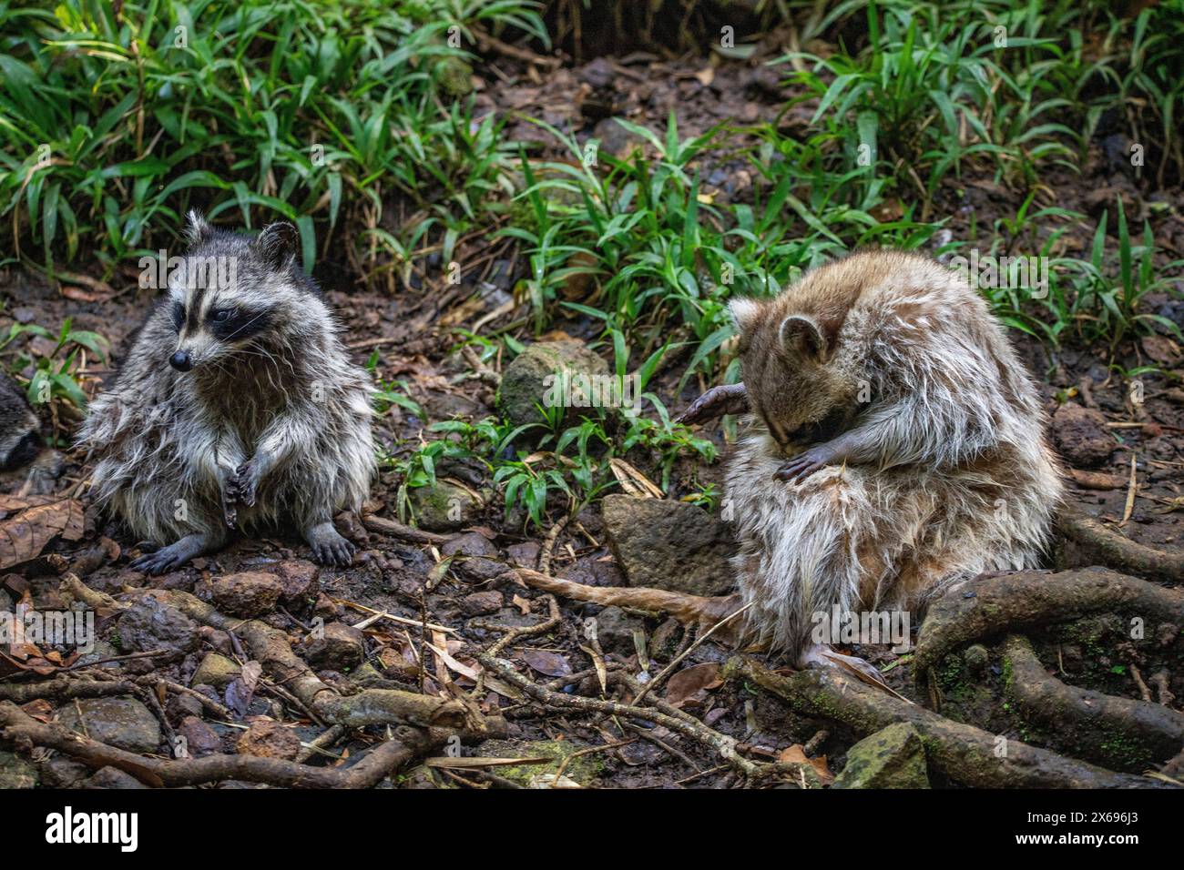 Procione in un ambiente naturale, primo piano, ritratto dell'animale sulla Guadalupa nel Parc des Mamelles, nei Caraibi. Antille francesi, Francia Foto Stock Procione in un ambiente naturale, primo piano, ritratto dell'animale sulla Guadalupa nel Parc des Mamelles, nei Caraibi. Antille francesi, Francia Foto Stock