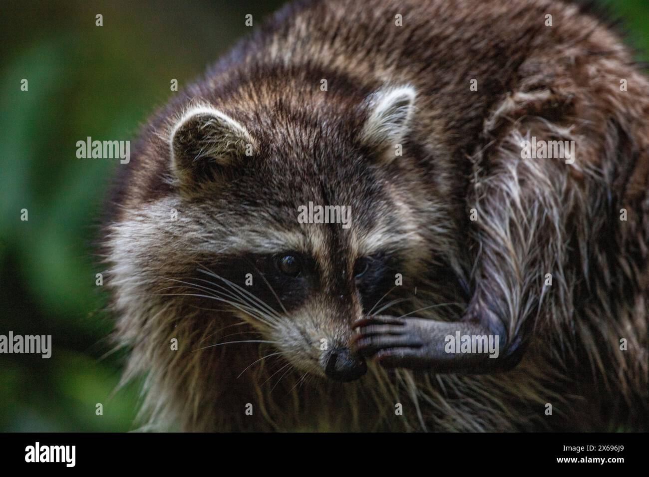 Procione in un ambiente naturale, primo piano, ritratto dell'animale sulla Guadalupa nel Parc des Mamelles, nei Caraibi. Antille francesi, Francia Foto Stock Procione in un ambiente naturale, primo piano, ritratto dell'animale sulla Guadalupa nel Parc des Mamelles, nei Caraibi. Antille francesi, Francia Foto Stock