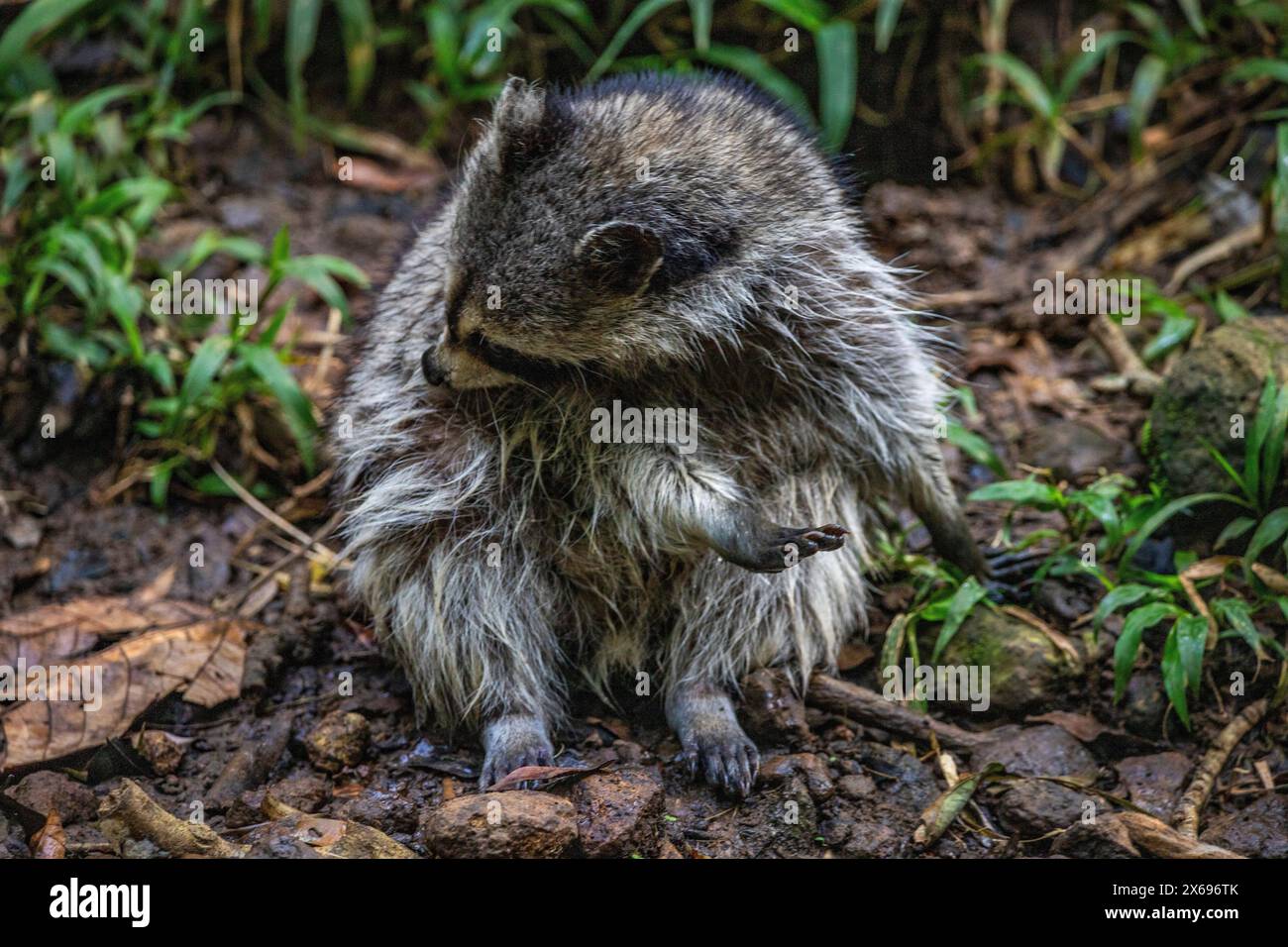 Procione in un ambiente naturale, primo piano, ritratto dell'animale sulla Guadalupa nel Parc des Mamelles, nei Caraibi. Antille francesi, Francia Foto Stock Procione in un ambiente naturale, primo piano, ritratto dell'animale sulla Guadalupa nel Parc des Mamelles, nei Caraibi. Antille francesi, Francia Foto Stock