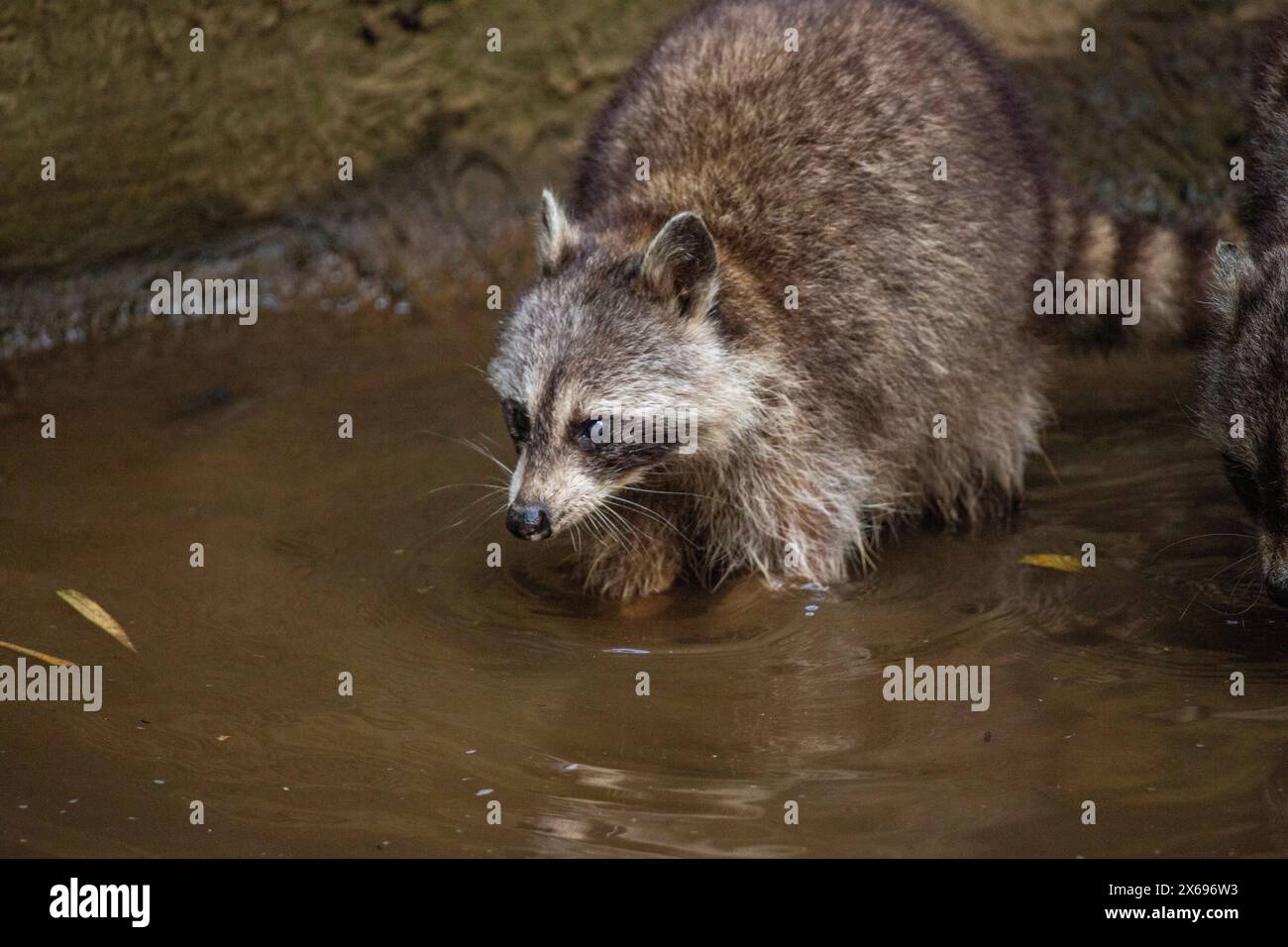 Procione in un ambiente naturale, primo piano, ritratto dell'animale sulla Guadalupa nel Parc des Mamelles, nei Caraibi. Antille francesi, Francia Foto Stock Procione in un ambiente naturale, primo piano, ritratto dell'animale sulla Guadalupa nel Parc des Mamelles, nei Caraibi. Antille francesi, Francia Foto Stock