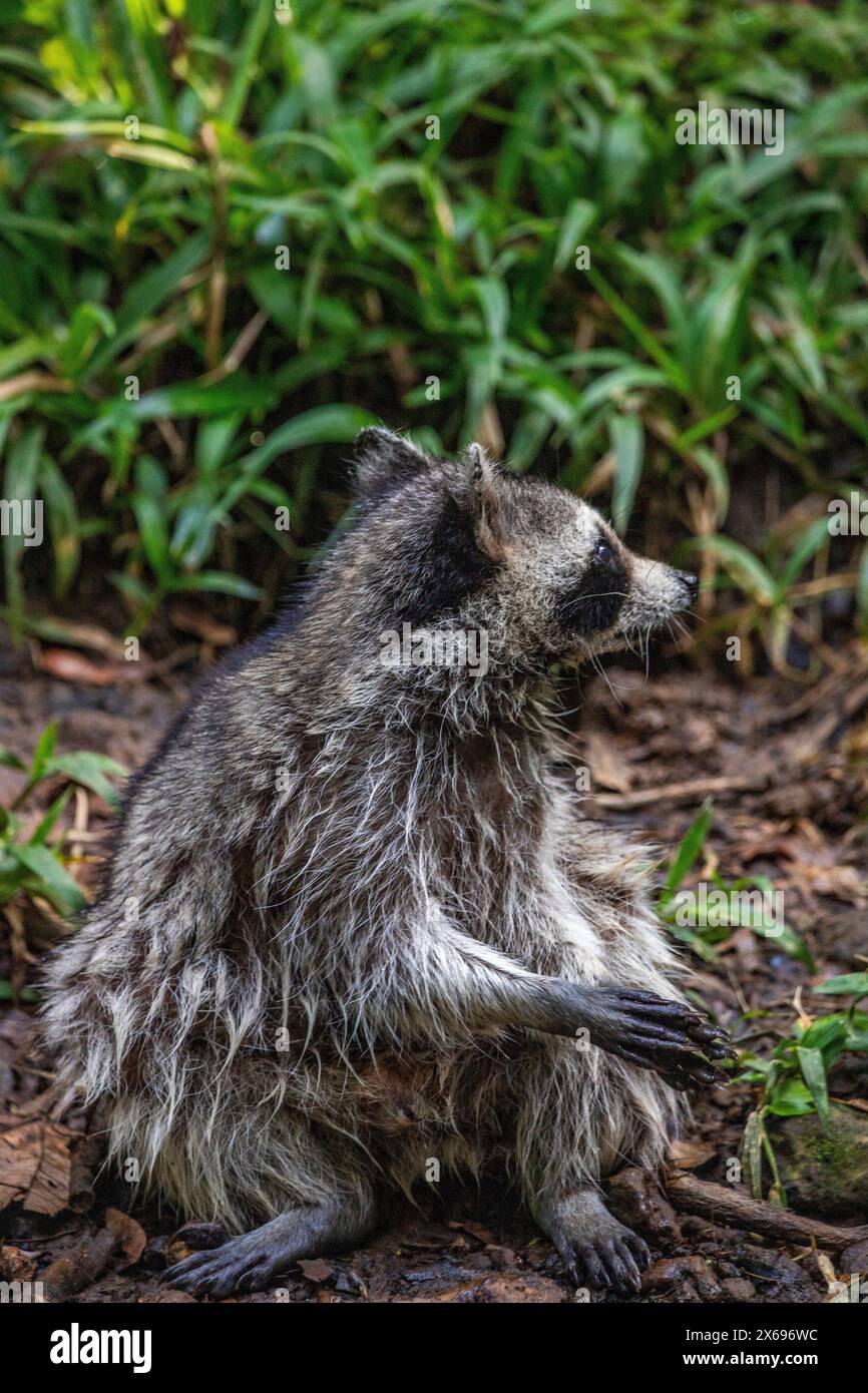 Procione in un ambiente naturale, primo piano, ritratto dell'animale sulla Guadalupa nel Parc des Mamelles, nei Caraibi. Antille francesi, Francia Foto Stock Procione in un ambiente naturale, primo piano, ritratto dell'animale sulla Guadalupa nel Parc des Mamelles, nei Caraibi. Antille francesi, Francia Foto Stock