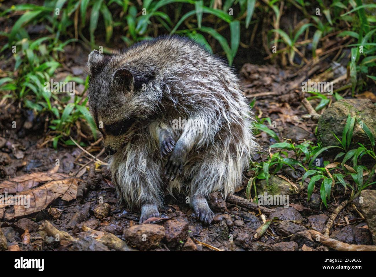 Procione in un ambiente naturale, primo piano, ritratto dell'animale sulla Guadalupa nel Parc des Mamelles, nei Caraibi. Antille francesi, Francia Foto Stock Procione in un ambiente naturale, primo piano, ritratto dell'animale sulla Guadalupa nel Parc des Mamelles, nei Caraibi. Antille francesi, Francia Foto Stock