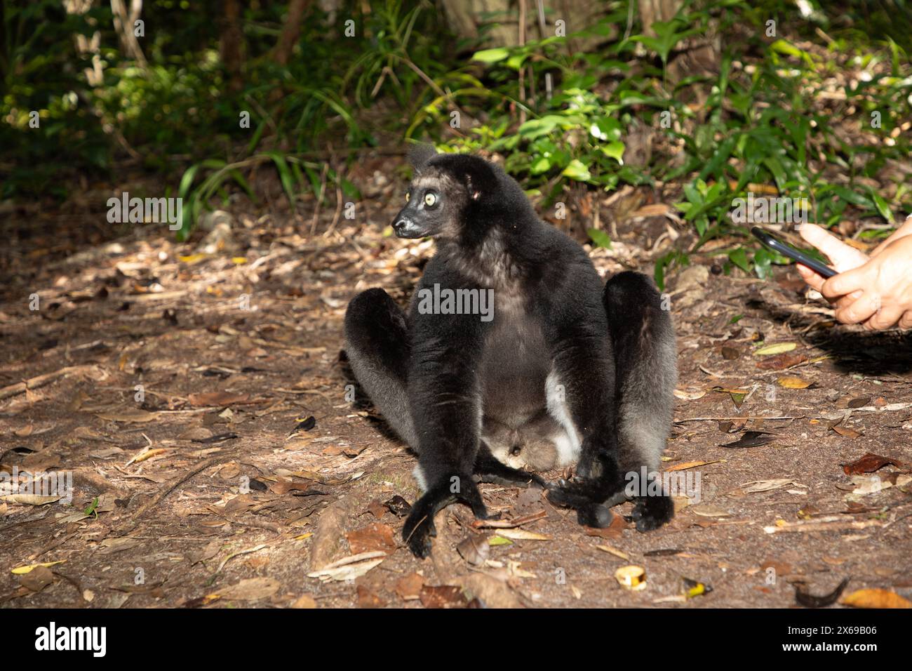 Lemur Indri indri, babakoto, il più grande lemuro bianco e nero del Madagascar. sfondo retroilluminato della foresta pluviale, primo piano. animale carino con occhi blu perforanti Foto Stock