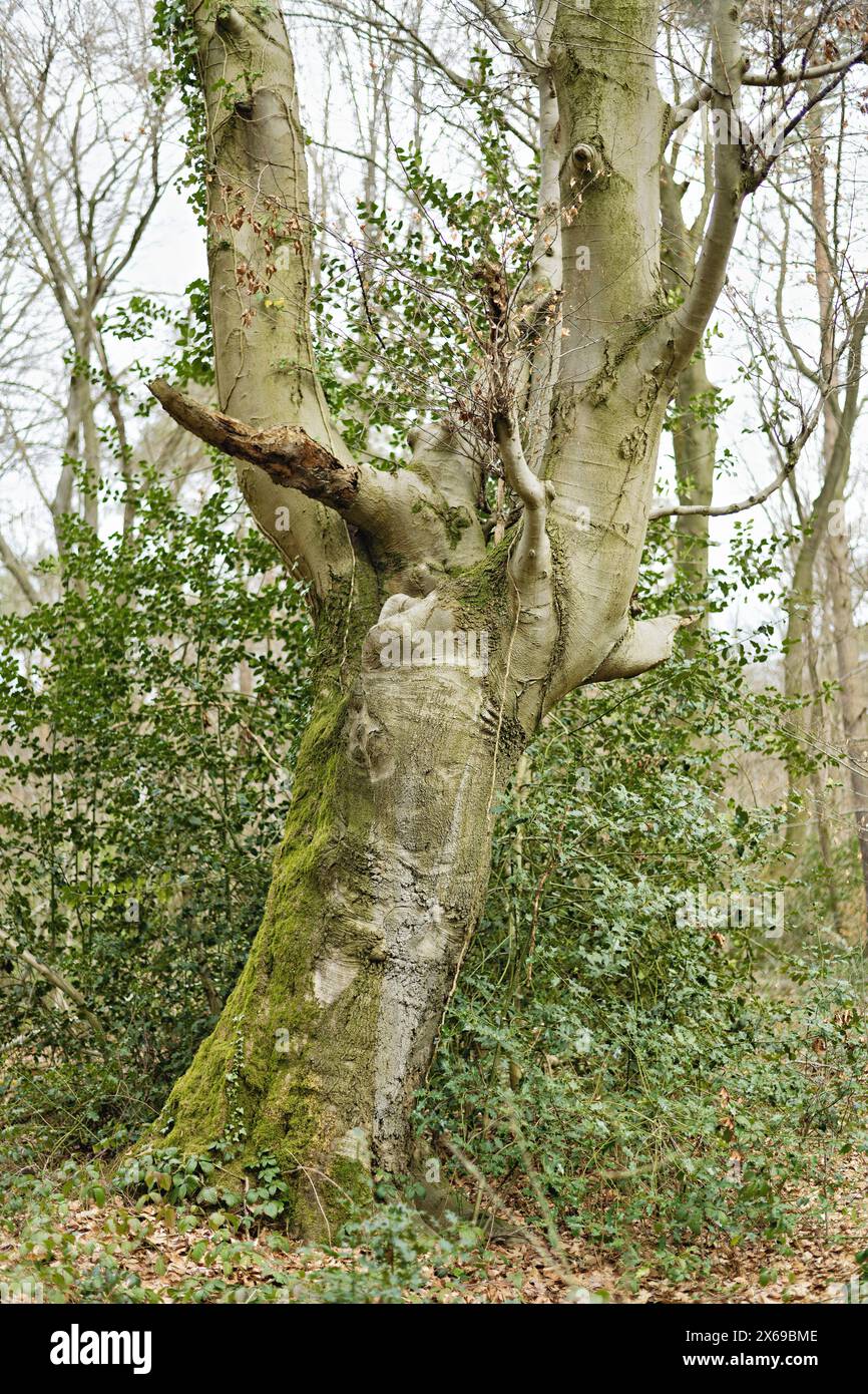 Europa, Germania, Renania settentrionale-Vestfalia, Bonn, città, Bonn, Ippendorf, Kottenforst, Waldau, Foresta, riserva naturale, forma interessante, albero singolo, faggio, faggio, forma di albero, tronco di albero, primavera, verde iniziale, vegetazione bassa, sfondo verde holly, luce del giorno Foto Stock
