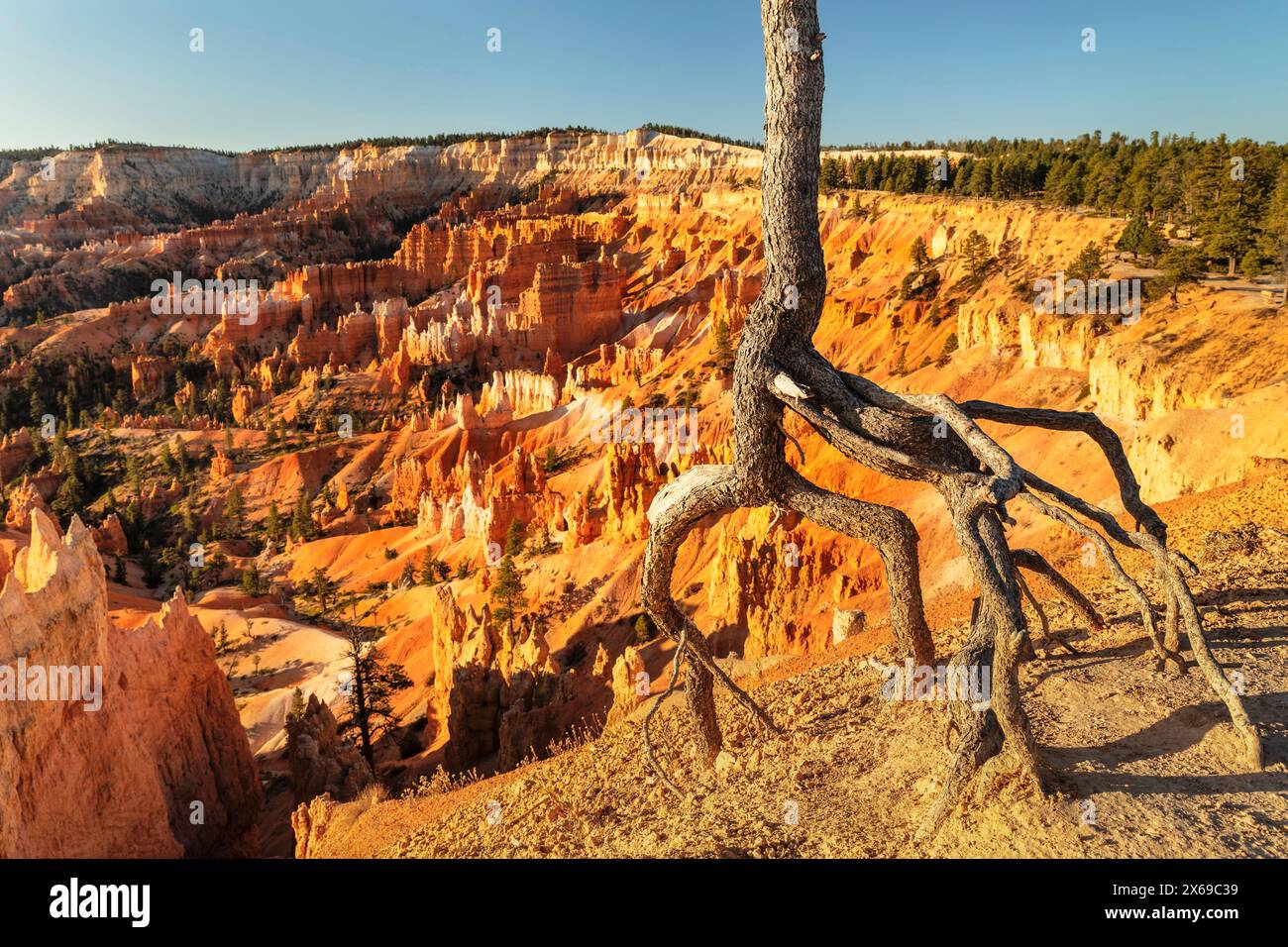 Radice esposta di un albero a Bryce Canyon, Bryce Canyon National Park, Colorado Plateau, Utah, Stati Uniti, Stati Uniti Foto Stock