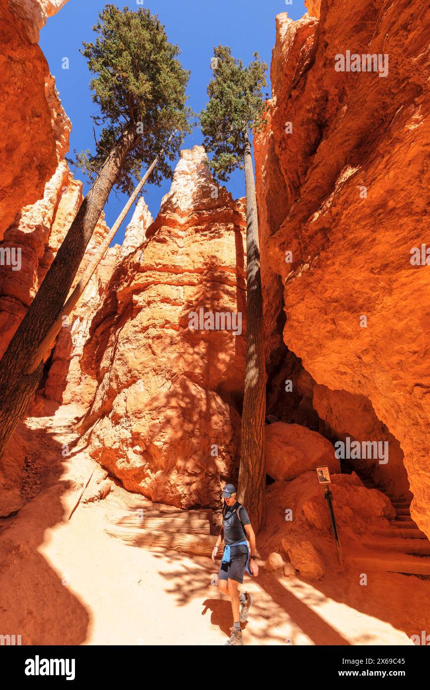 Queen's Garden Trail, Bryce Canyon, Bryce Canyon National Park, Colorado Plateau, Utah, Stati Uniti, Stati Uniti Foto Stock