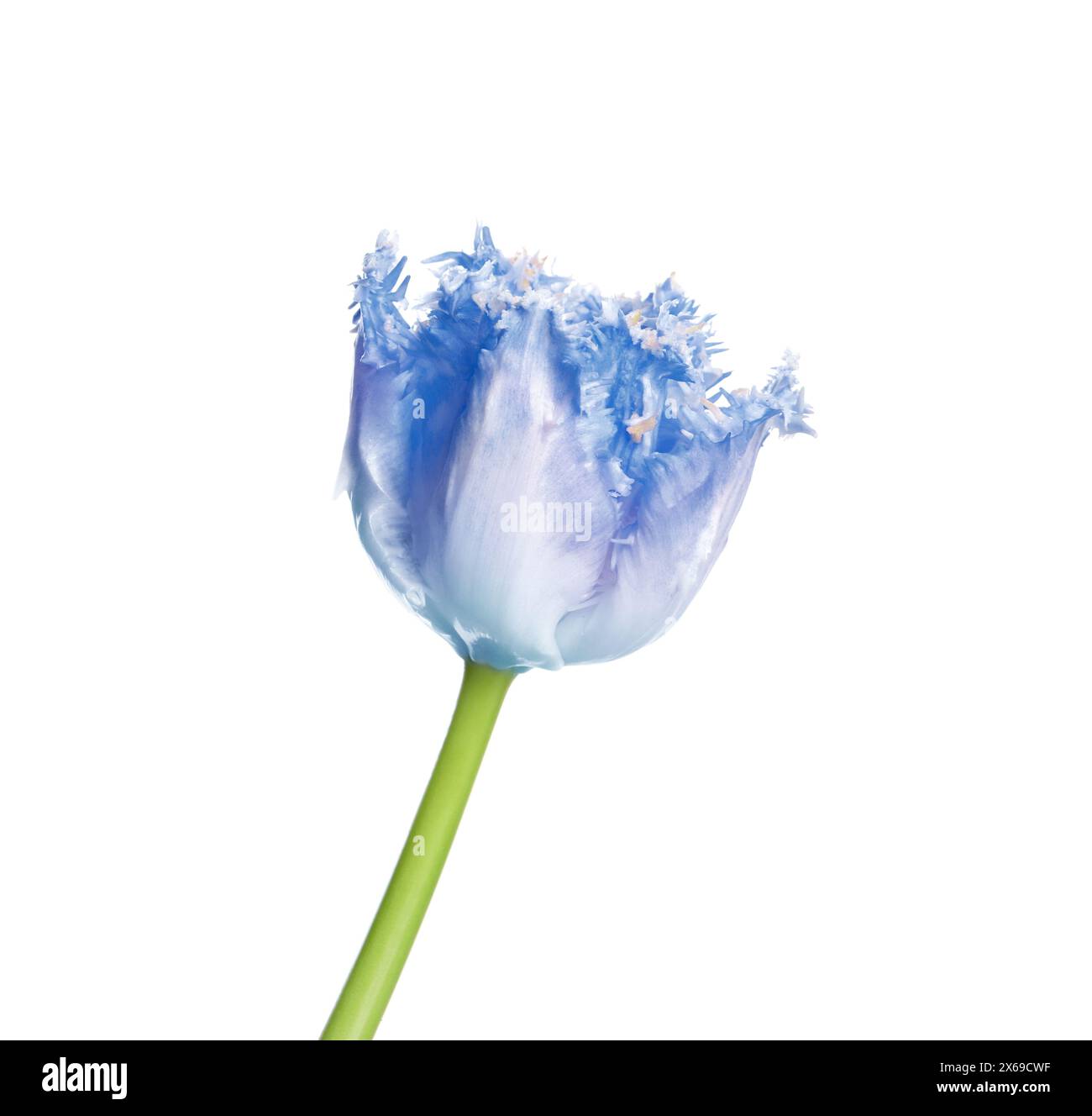 Bellissimo tulipano blu isolato su bianco. Fiore brillante Foto Stock