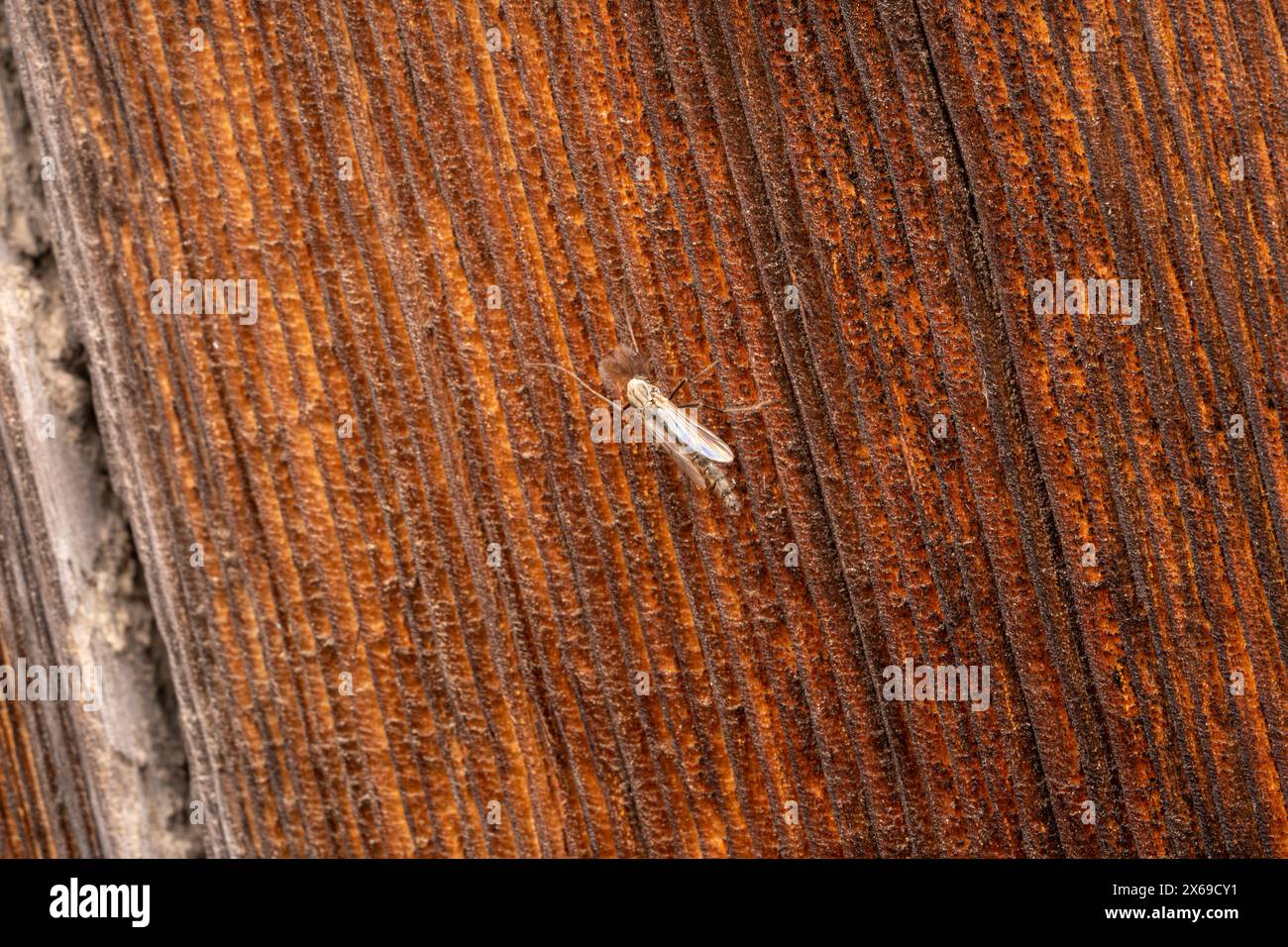 Famiglia Chironomidae genere Chironomus Bloodworm Mosquito natura selvaggia insetti carta da parati, fotografia, foto Foto Stock