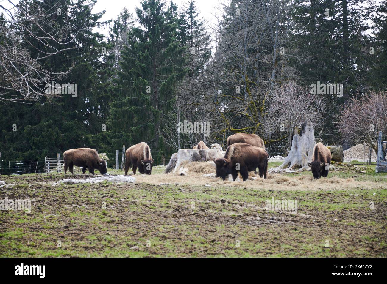 Fattoria di bufali nel Giura Foto Stock