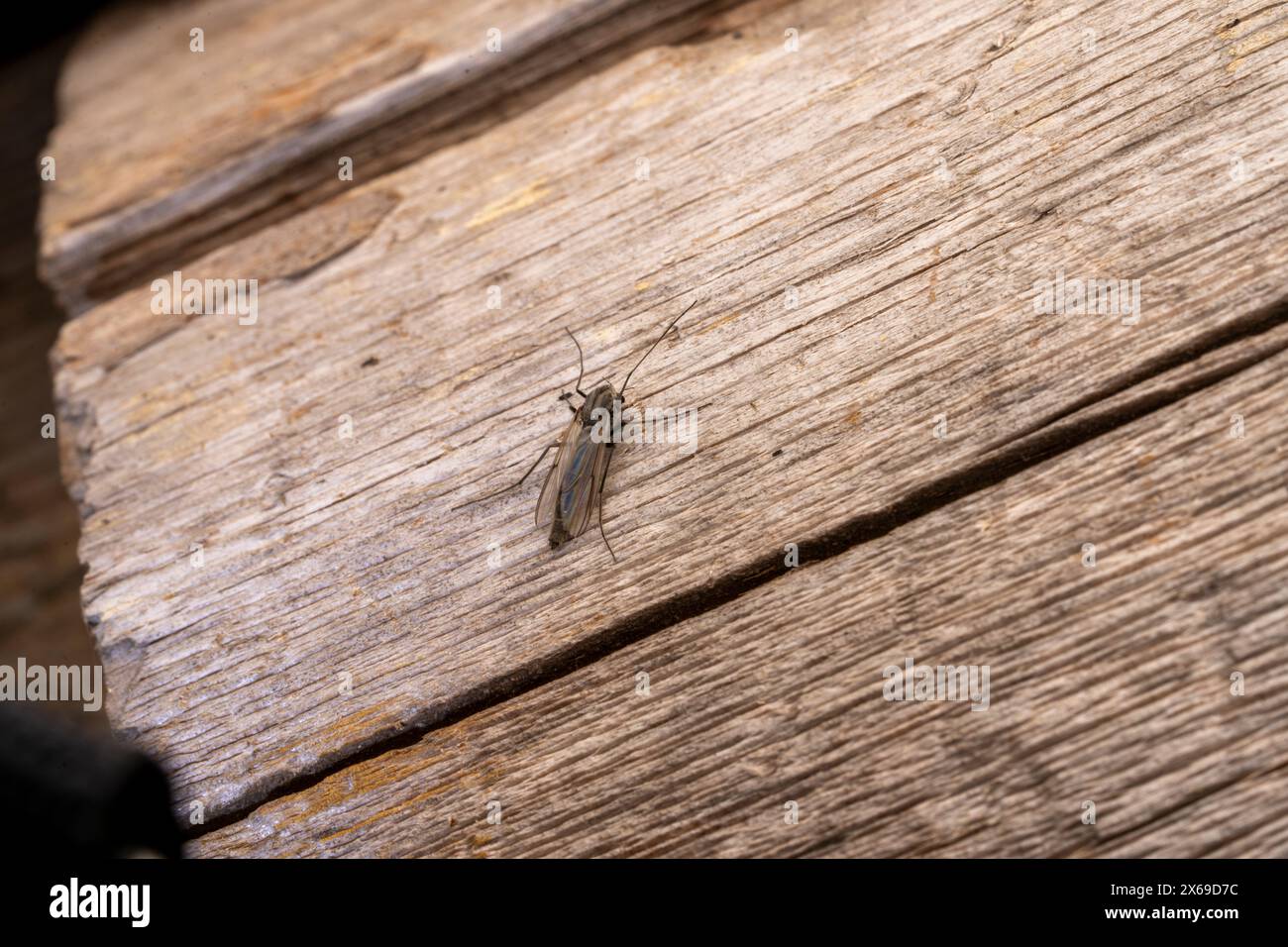 Famiglia Chironomidae genere Chironomus Bloodworm Mosquito natura selvaggia insetti carta da parati, fotografia, foto Foto Stock