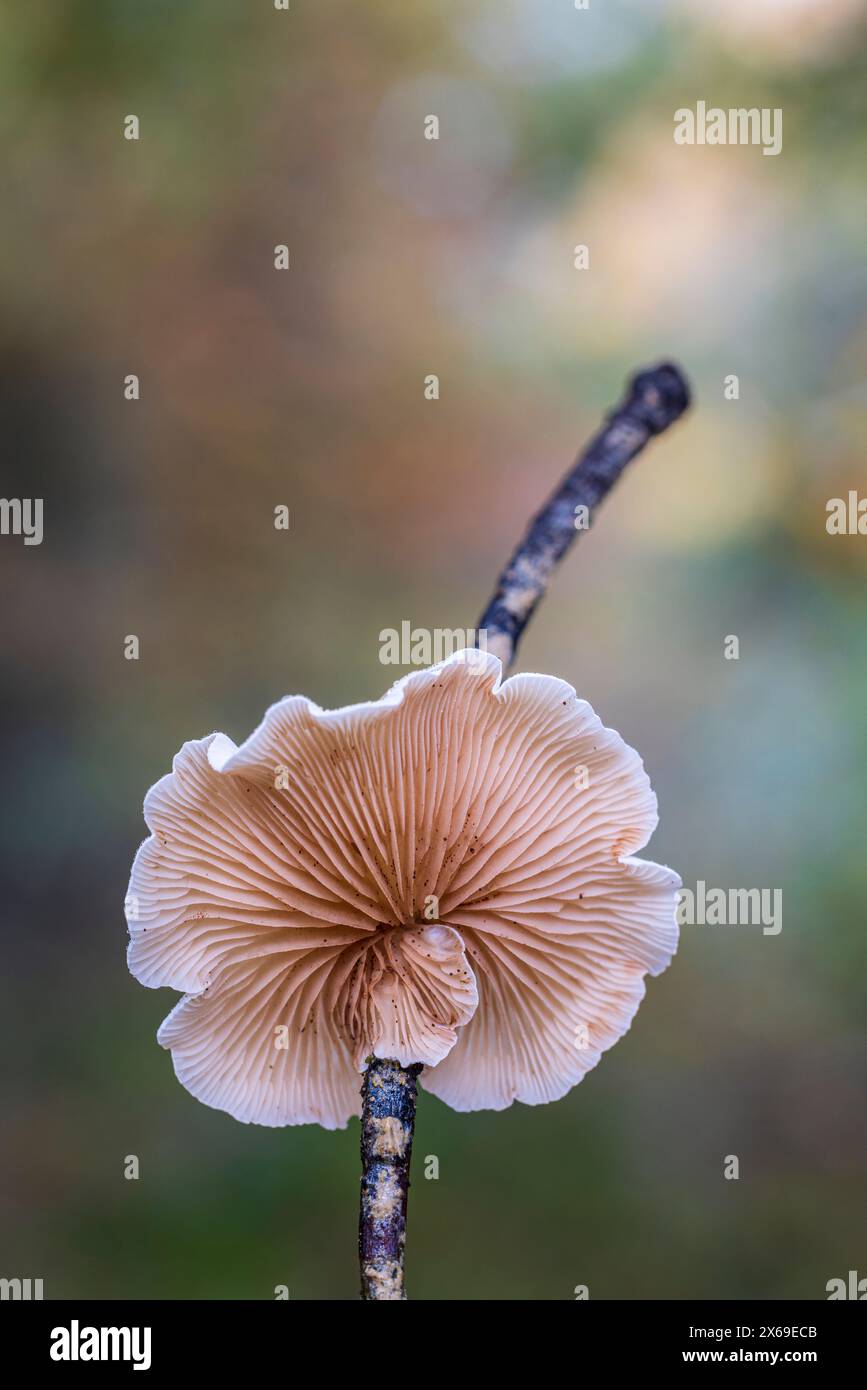 Natura morta semplice, funghi, primo piano Foto Stock