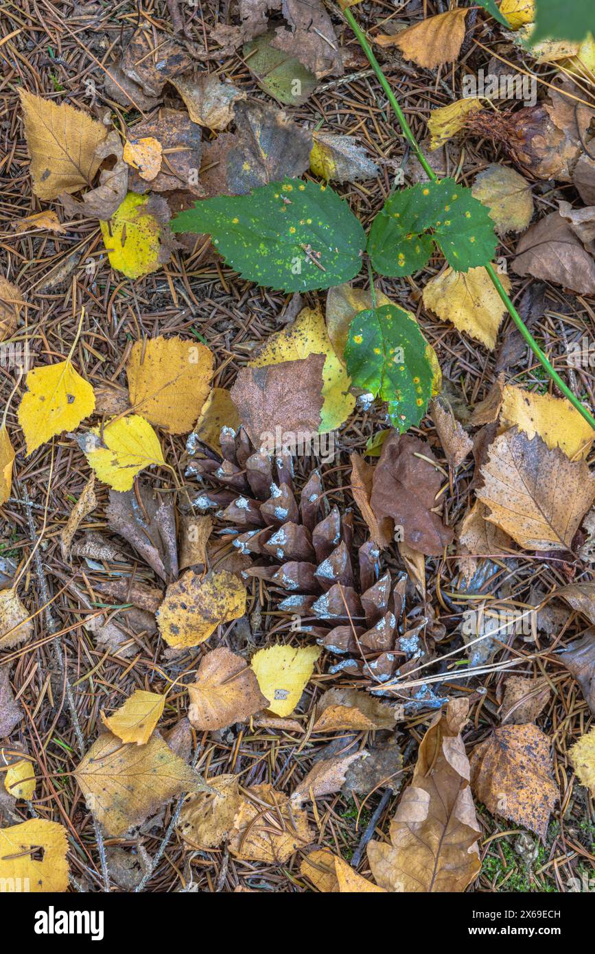 Pino della foresta, natura morta semplice Foto Stock