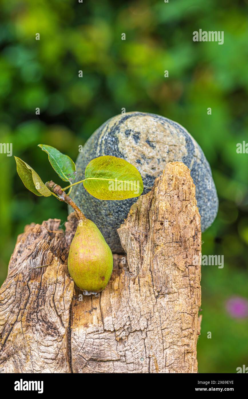 Natura morta del giardino, decorazione del giardino, pera, pietra, falcata su palo di legno, sfondo naturale Foto Stock