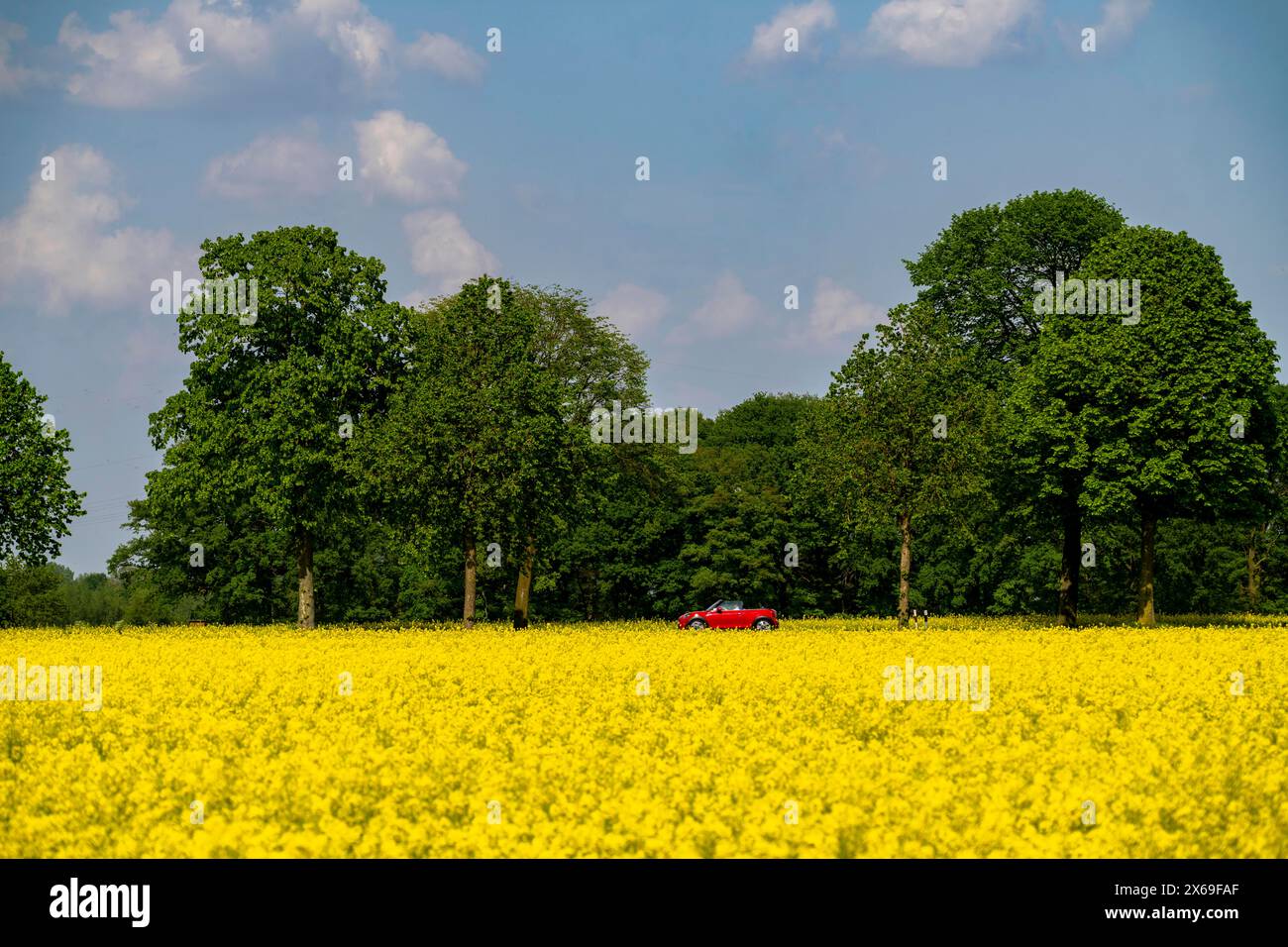 Paesaggio sul basso Reno, autostrada federale B57, tra Xanten e Kalkar, traffico stradale, NRW, Germania, Foto Stock