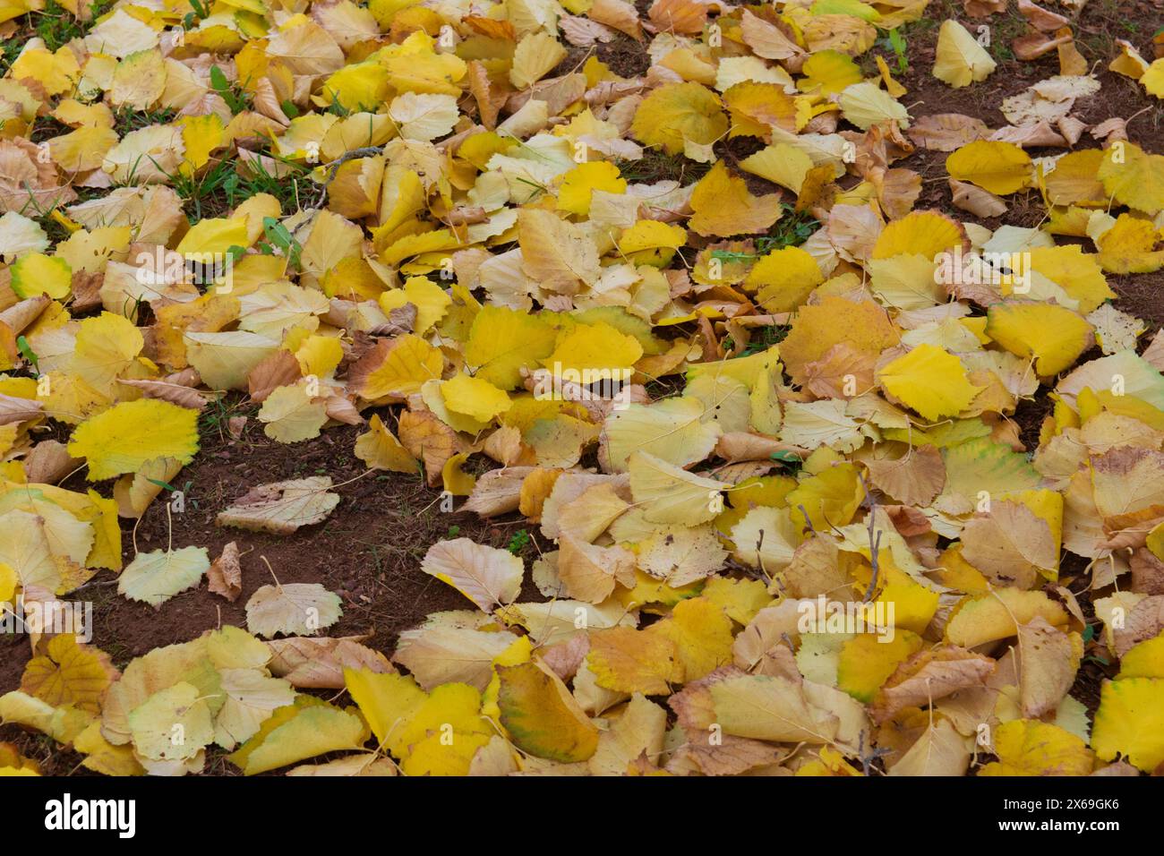 Foglie gialle sulla terra nella foresta autunnale. Sfondo colorato della natura. Foto Stock