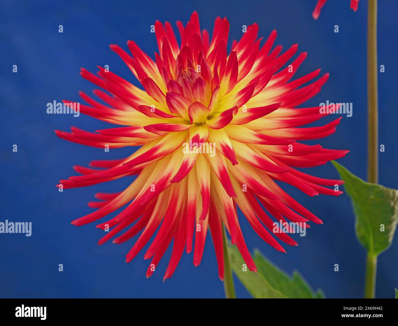 Fiori dal taglio appariscente di esotici fiori ornamentali coltivati Dahlia, con vivaci petali rossi e gialli su sfondo blu Foto Stock