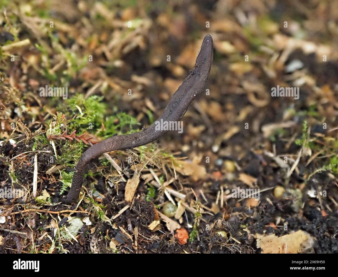 Glutinoglossum sp. ( poss. G umbratile) uno dei funghi della lingua nera terrestre che cresce in lettiera di foglie muschiate in Cumbria, Inghilterra, Regno Unito Foto Stock