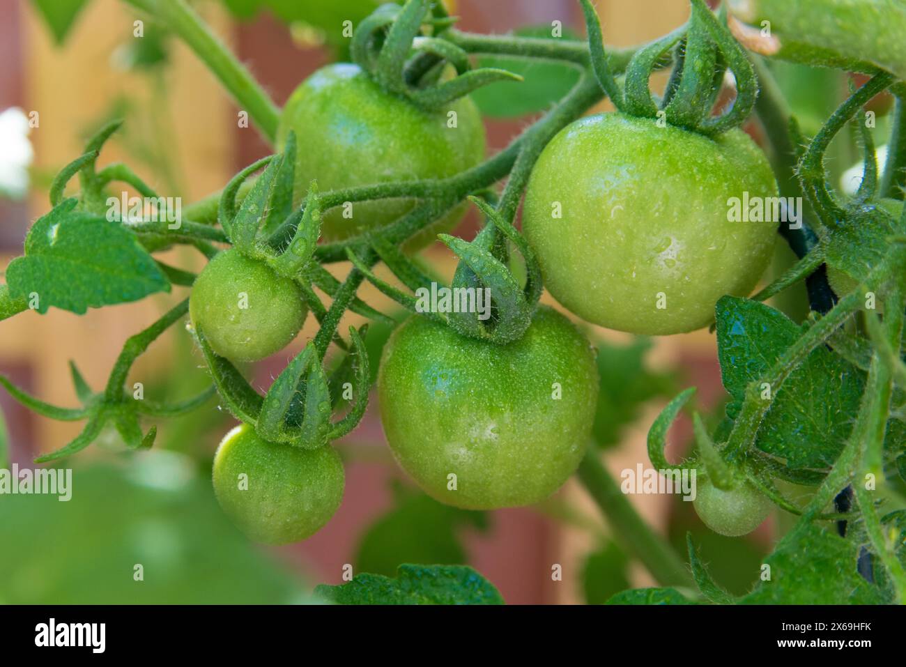 Un po' di pomodoro verde sul cespuglio fresco nel giardino di primavera. Foto Stock