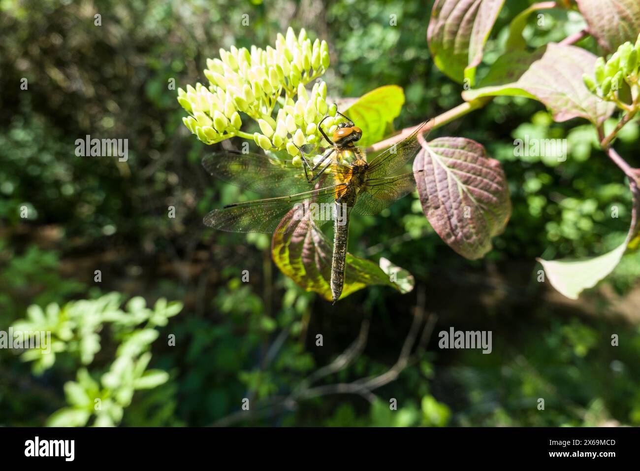 Falkenlibelle oder Gemeine Smaragdlibelle (Cordulia aenea) im Garten, Nordrhein-Westfalen, Deutschland, Weilerswist Foto Stock